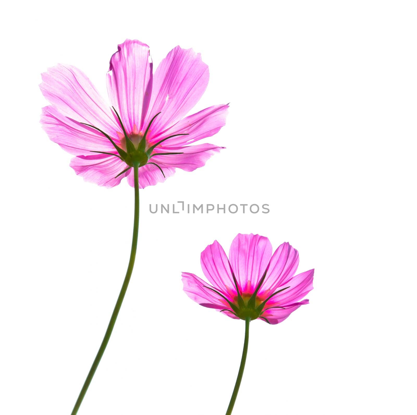 Cosmos flower isolate on white background