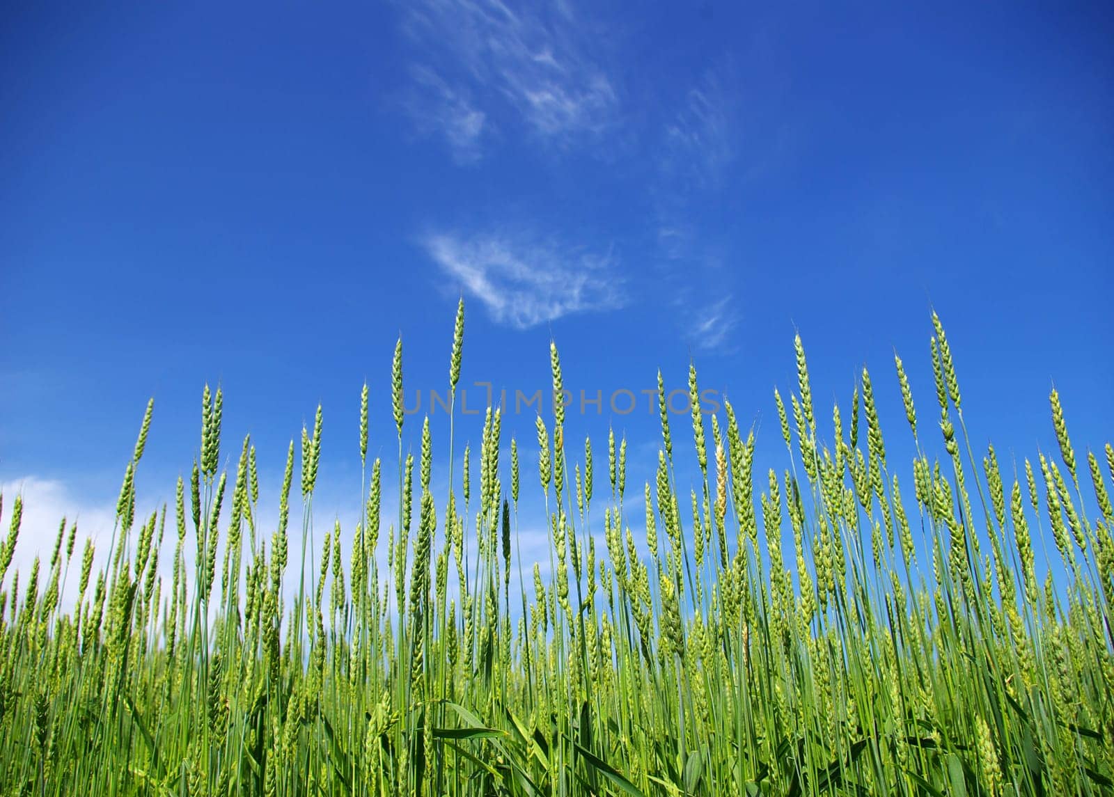 Early summer corn with a blue sky background