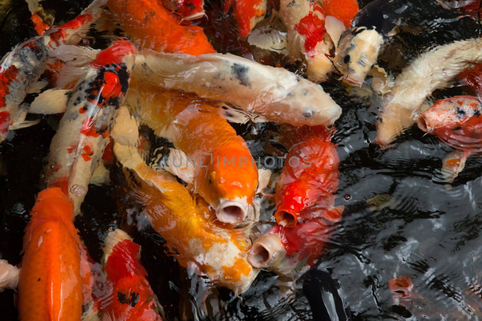 Common carps swimming in water