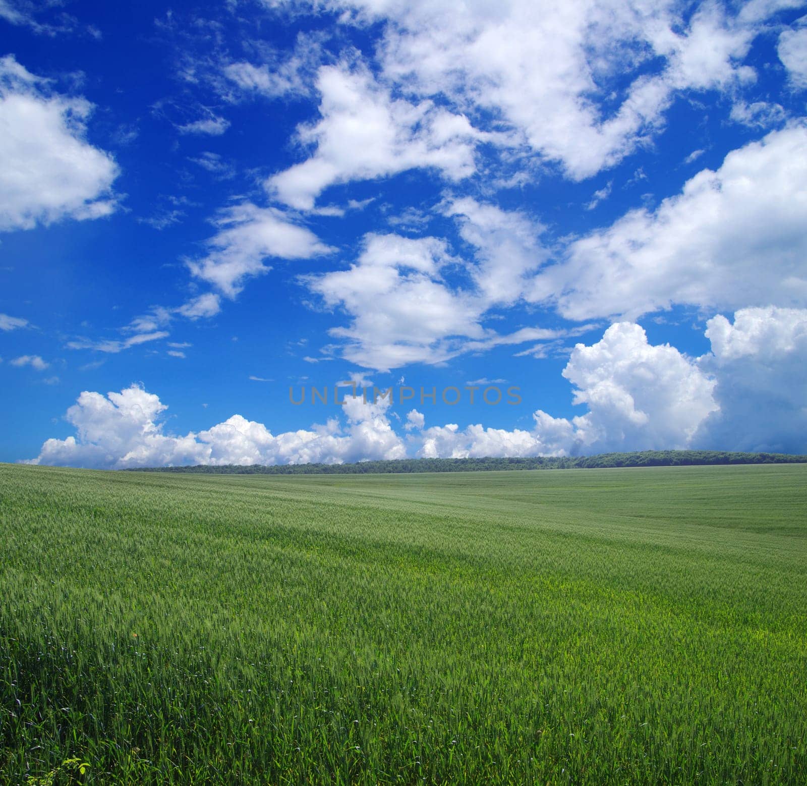 green field and blue sky