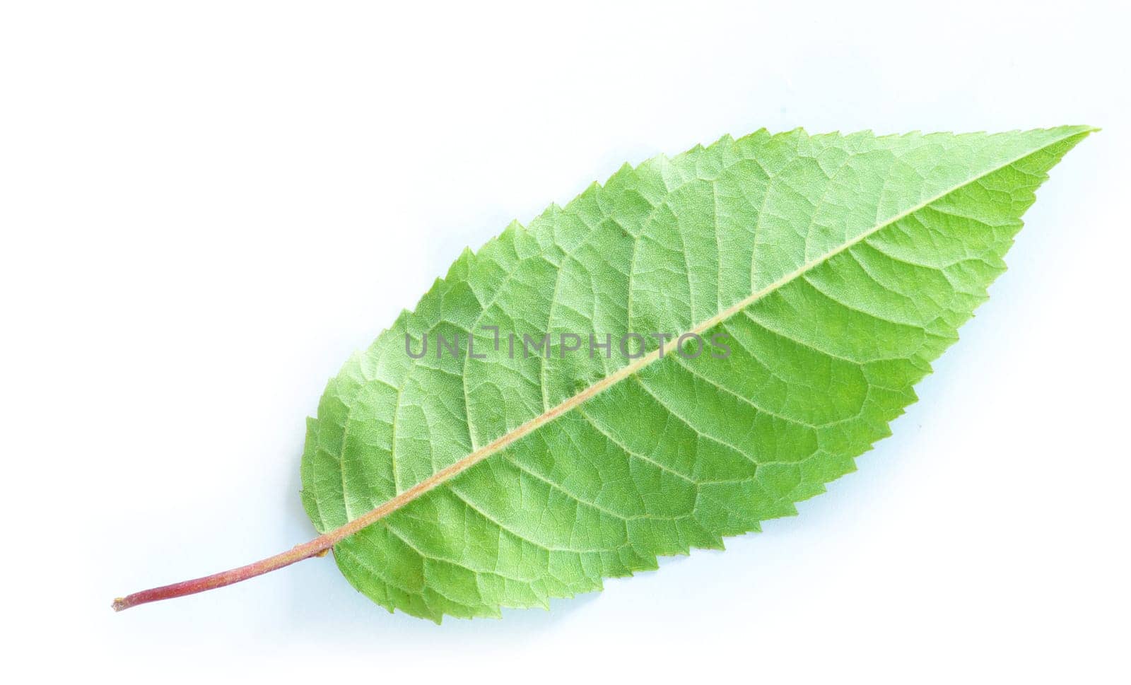 green leaf isolated on a white
