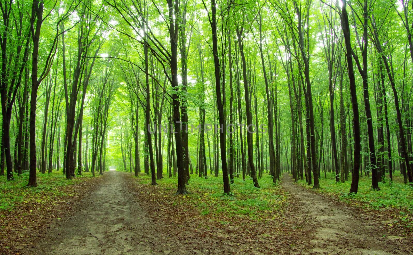 a path is in the green forest
