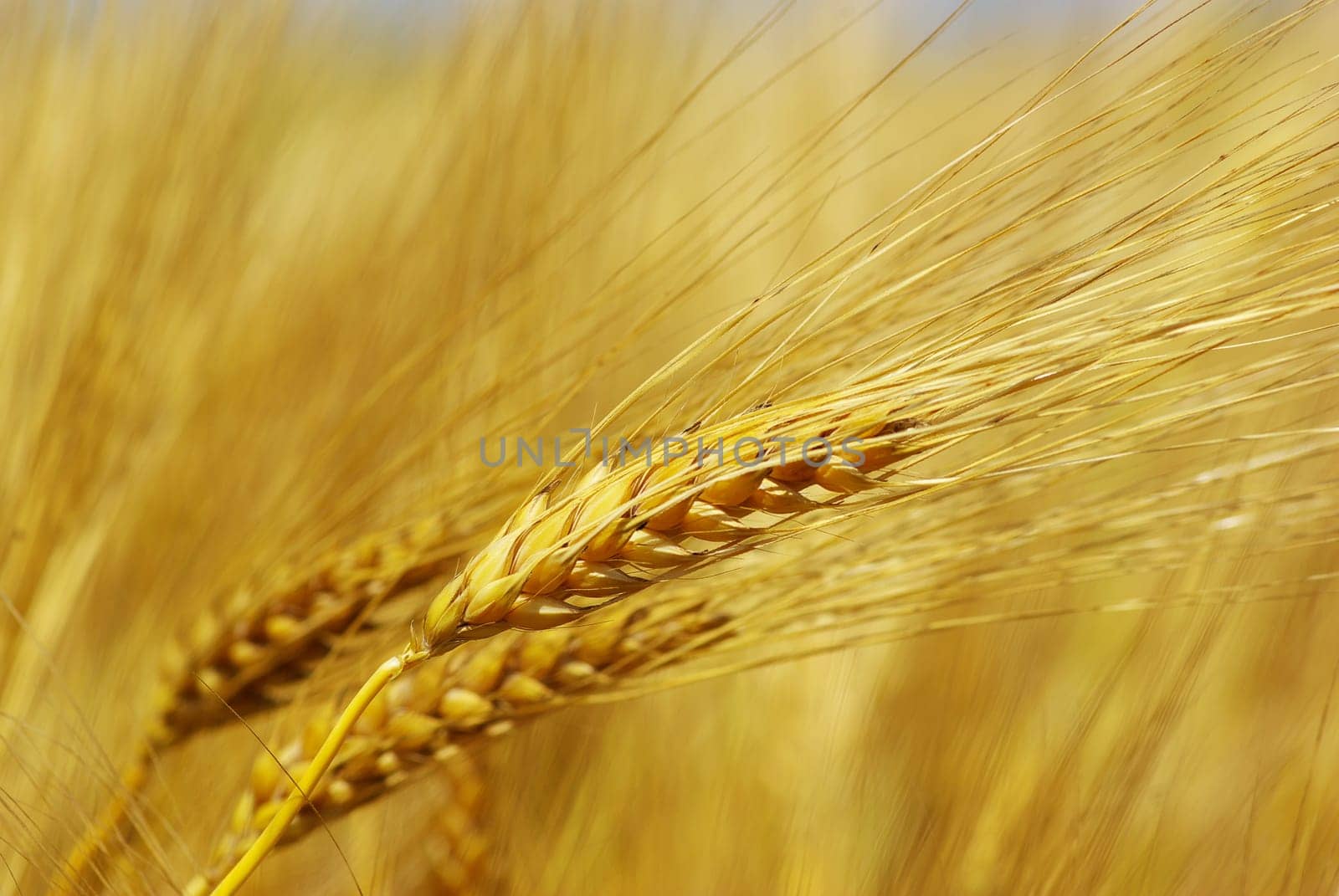 Yellow grain ready for harvest growing in a farm field