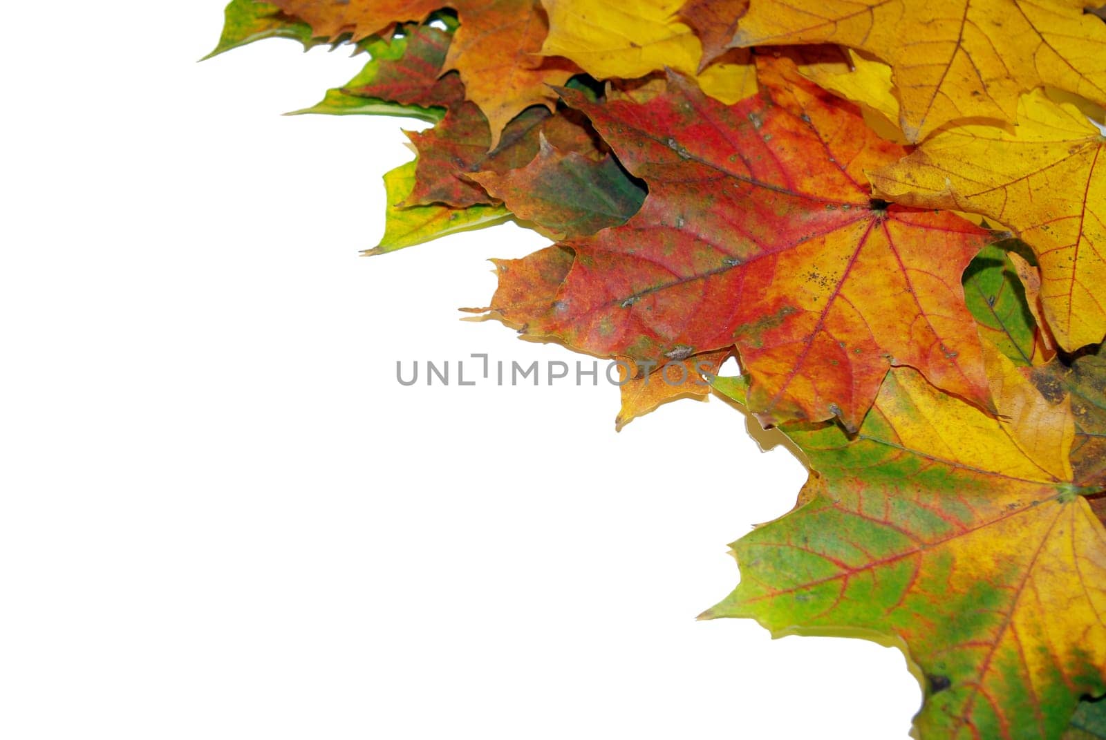 Autumn leaves on a white background