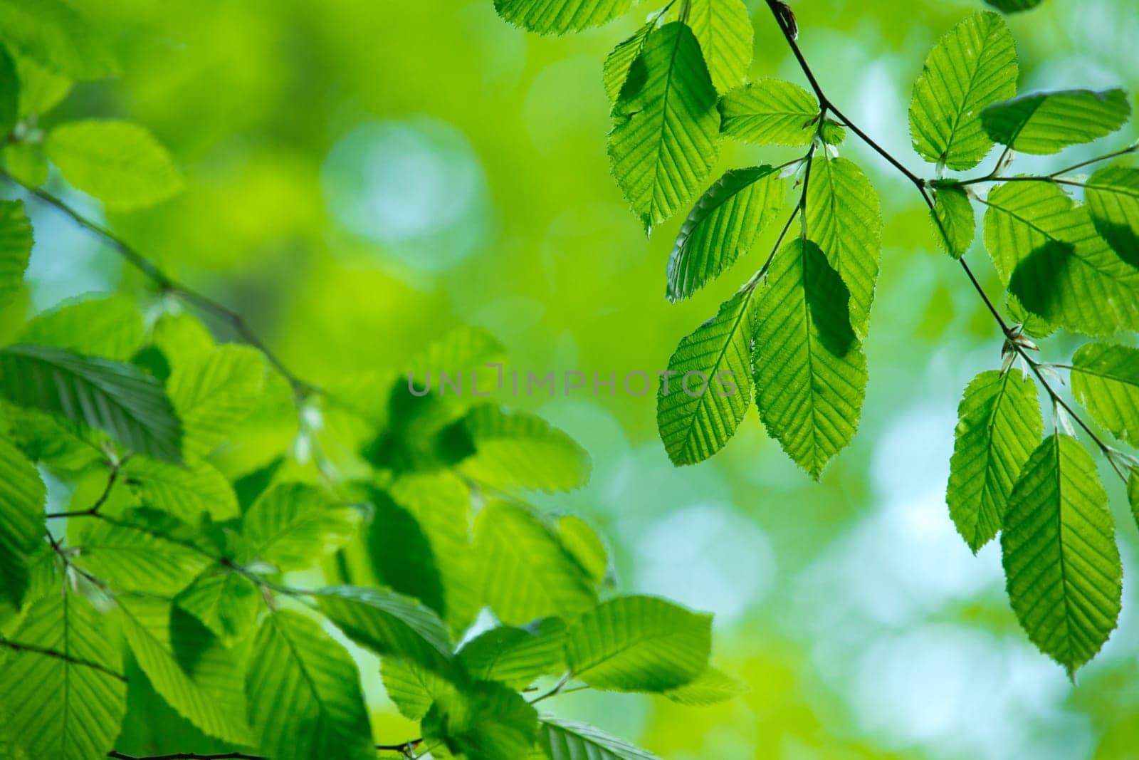 green leaves background in sunny day