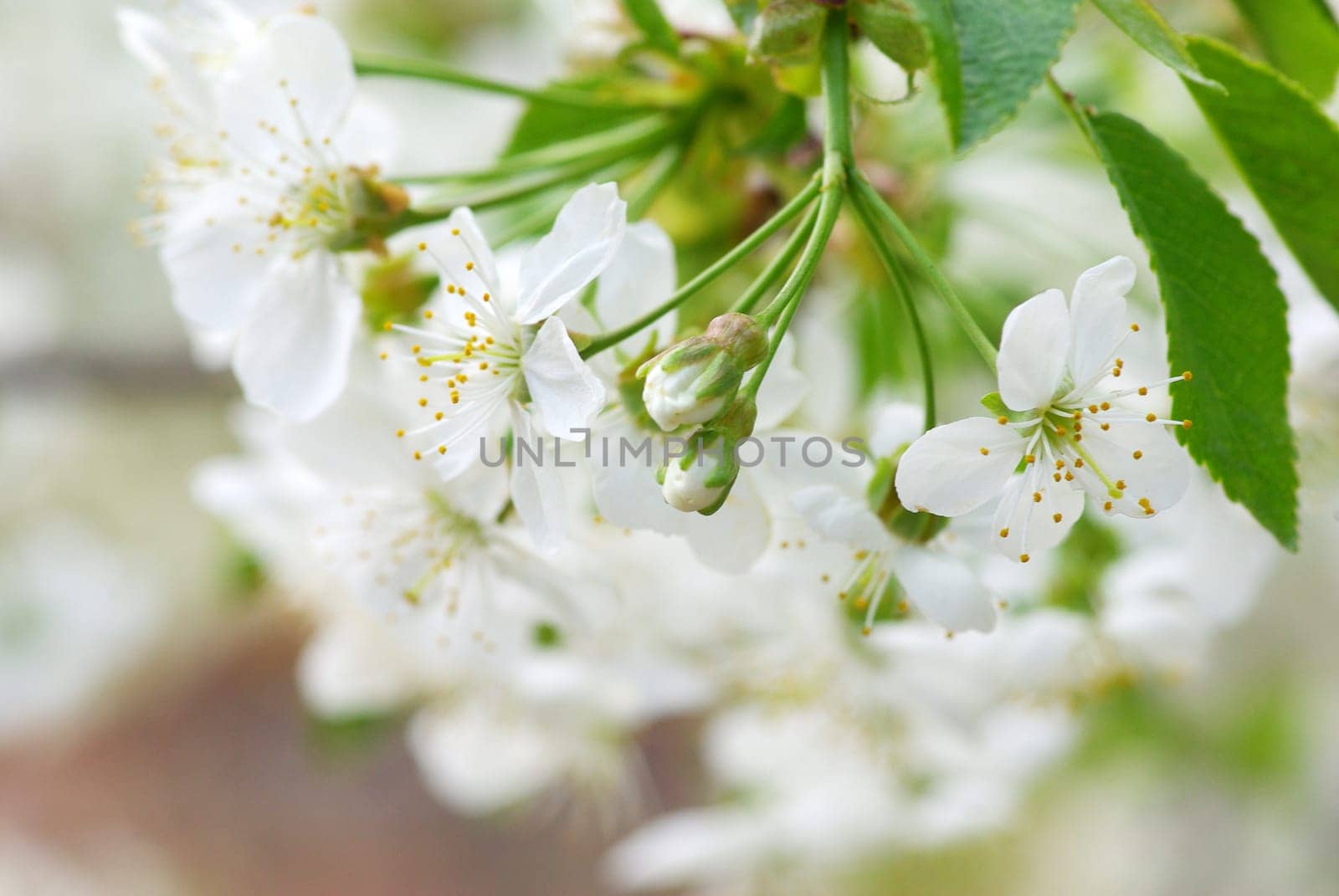 Close up of the spring  cherry blossoms