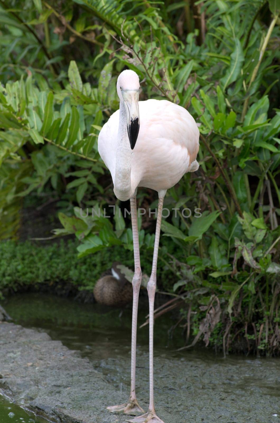 Image of flamingos in the water