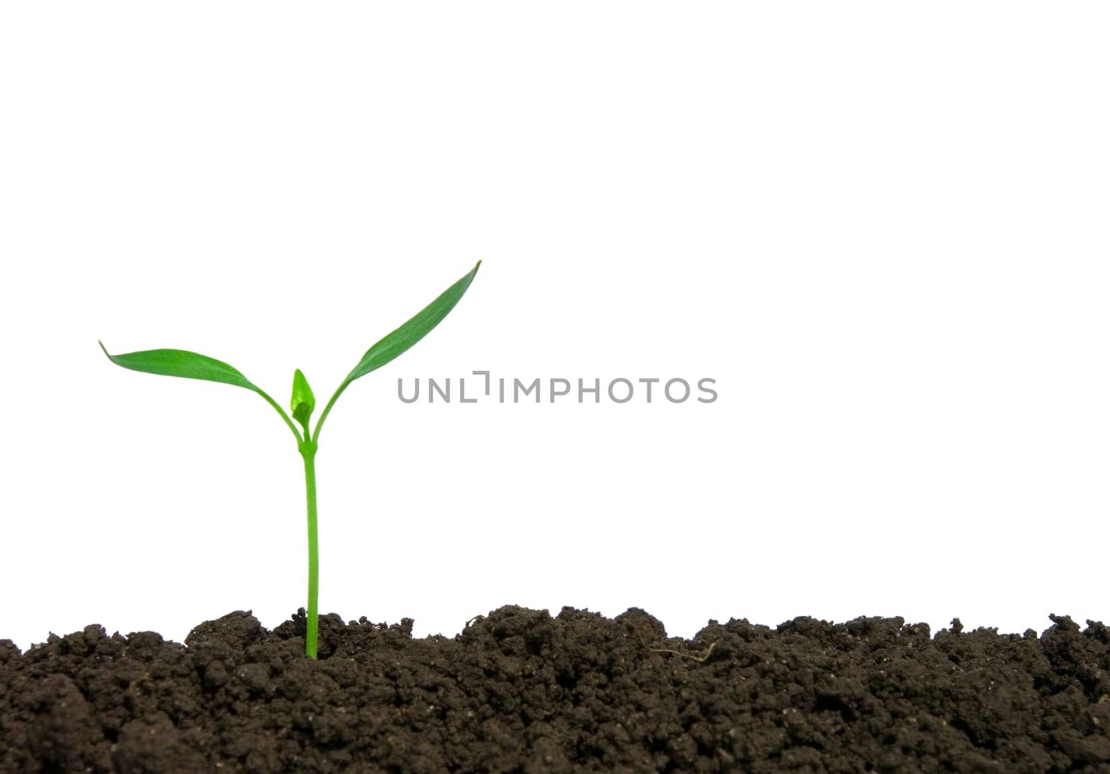 green plant on white background