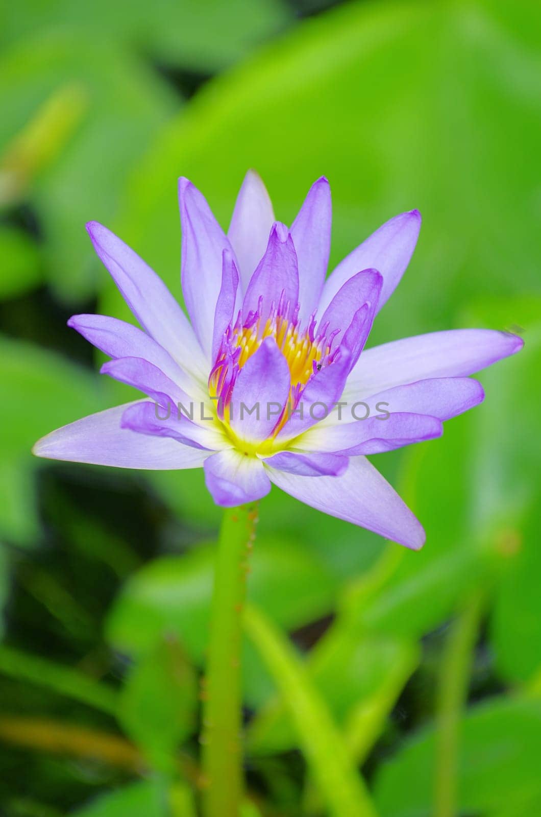 lotus on a green background