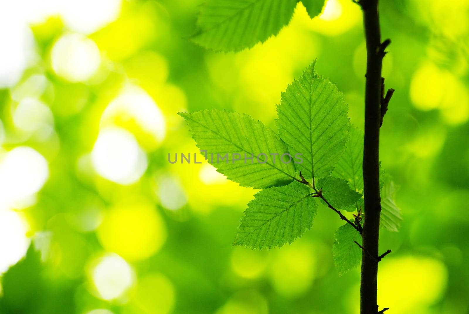 spring leaves background in green forest
