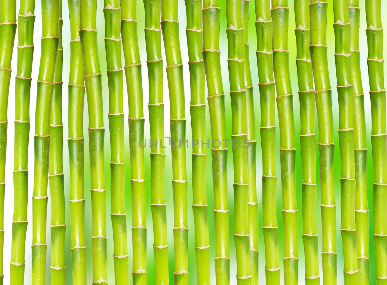 beautiful bamboo isolated on green background