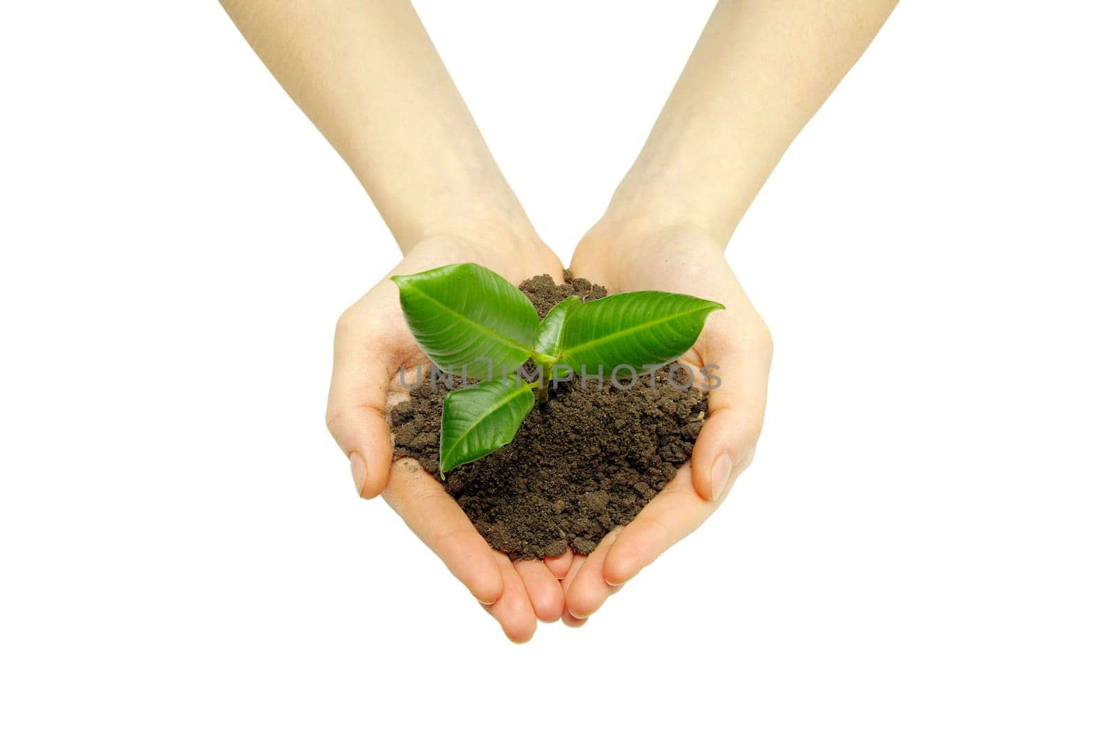 Hands holding sapling in soil  on white