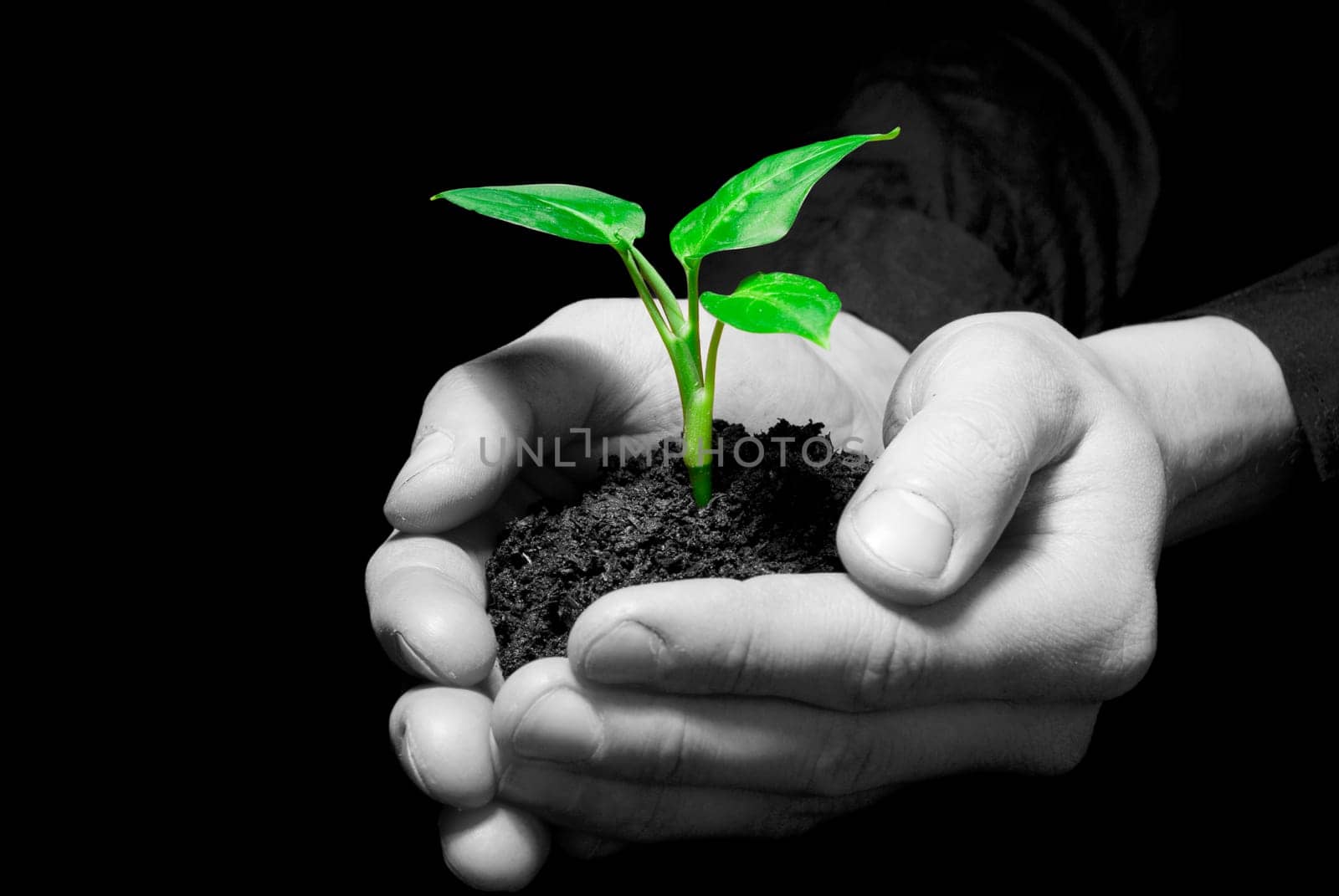 Hands holding sapling in soil