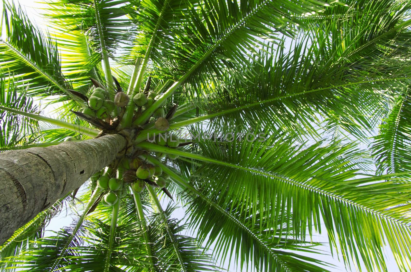 Green palm tree on blue sky background