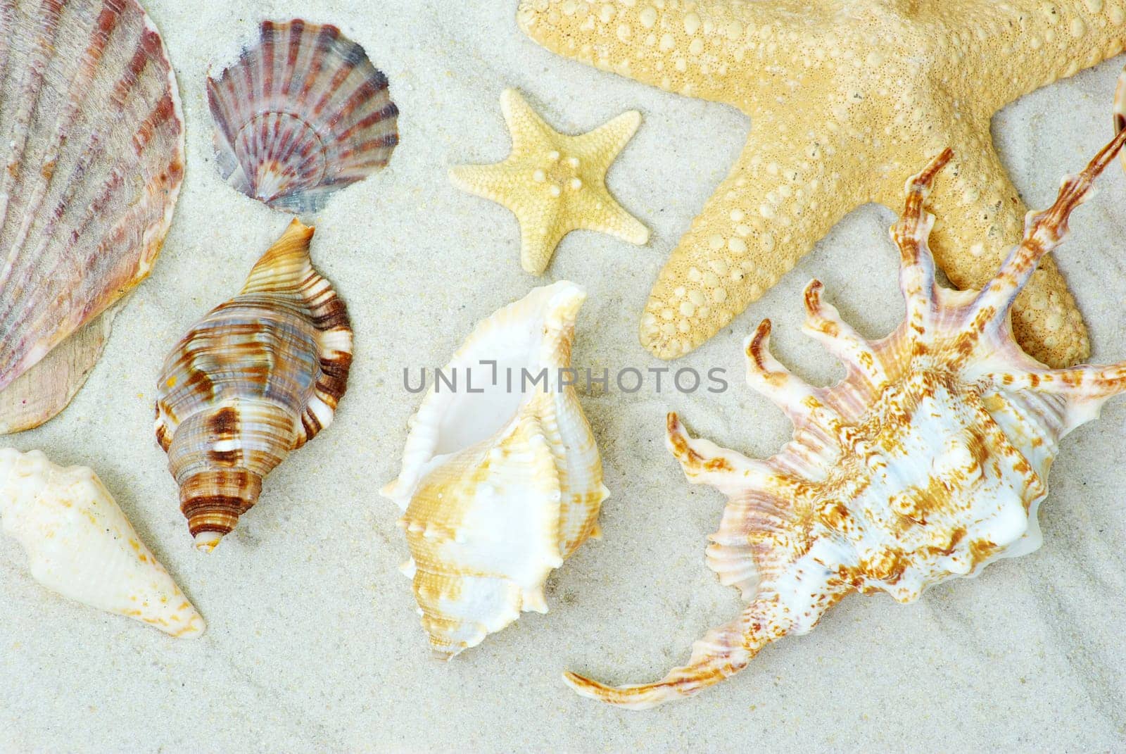 starfish and shells on the beach