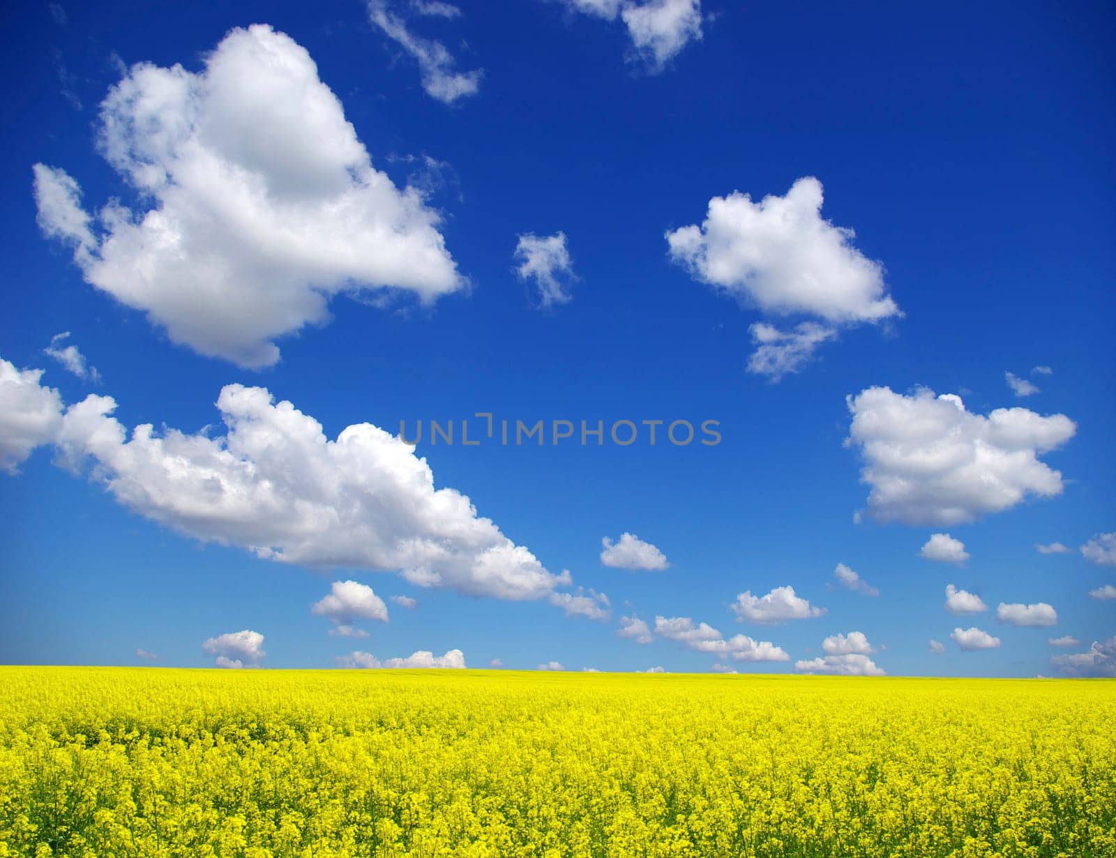 Rape field and clouds in sky