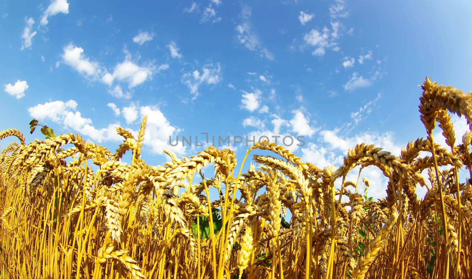 Field of wheat over blue sky