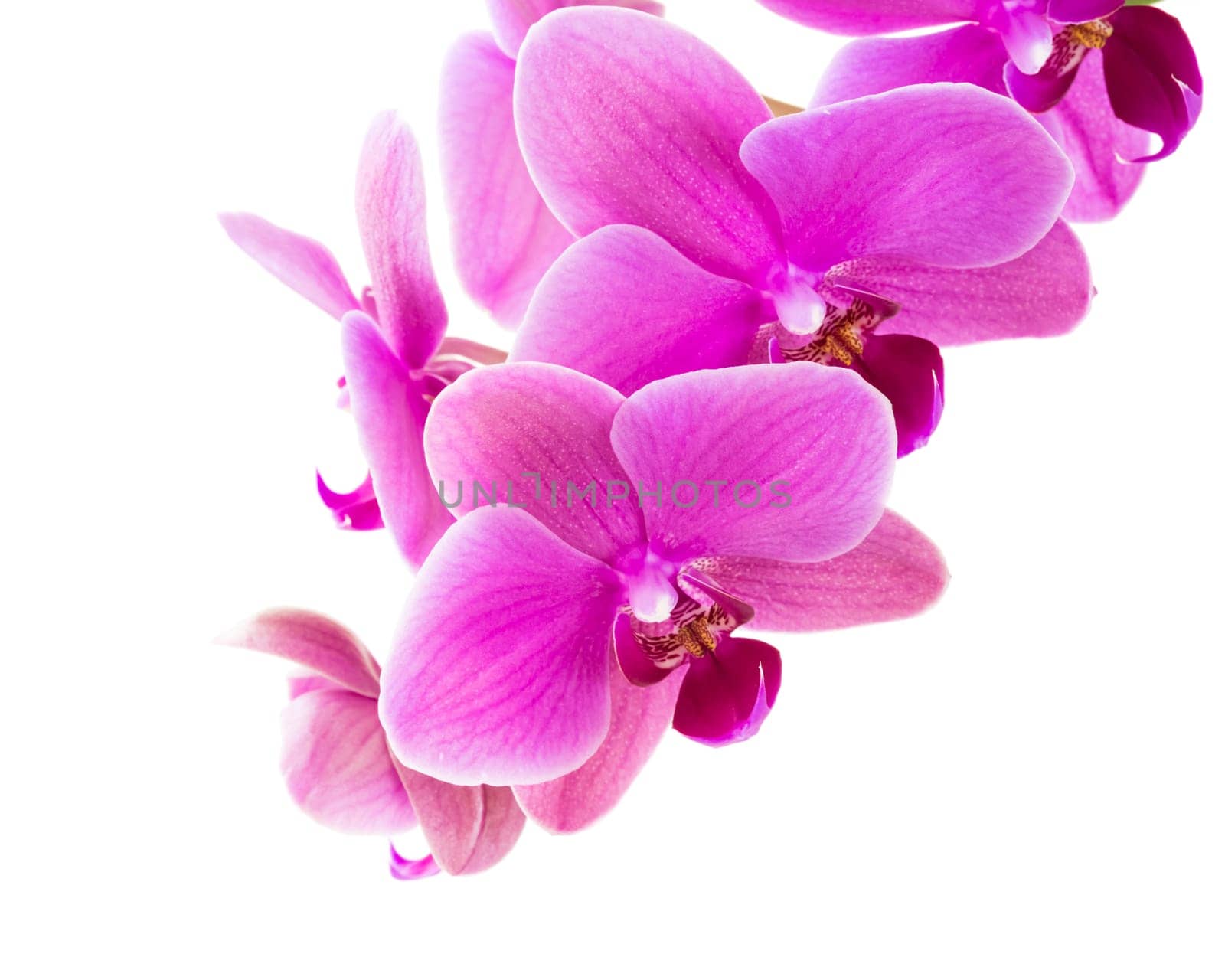 Orchid
