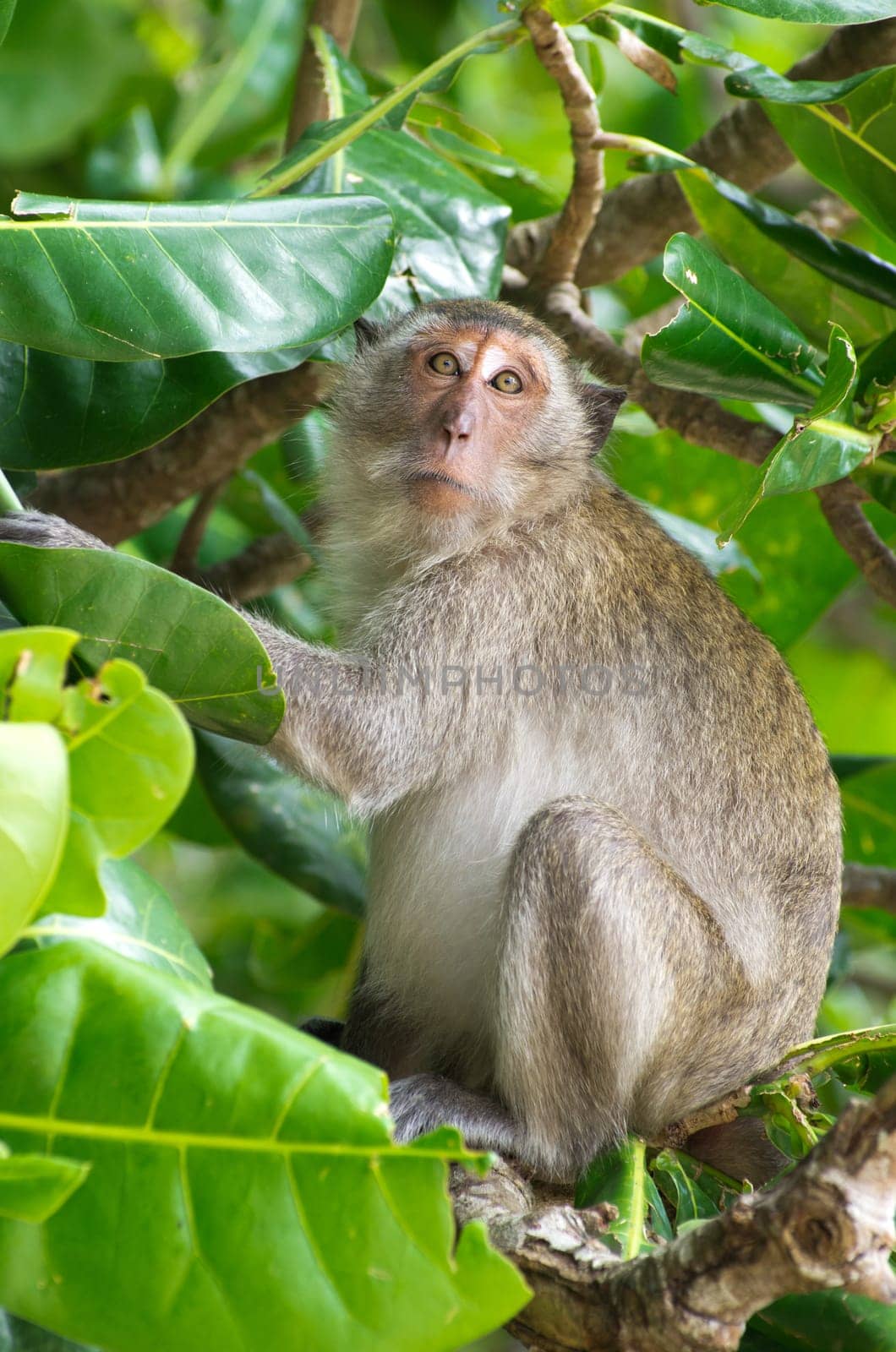 monkey sitting on the tree