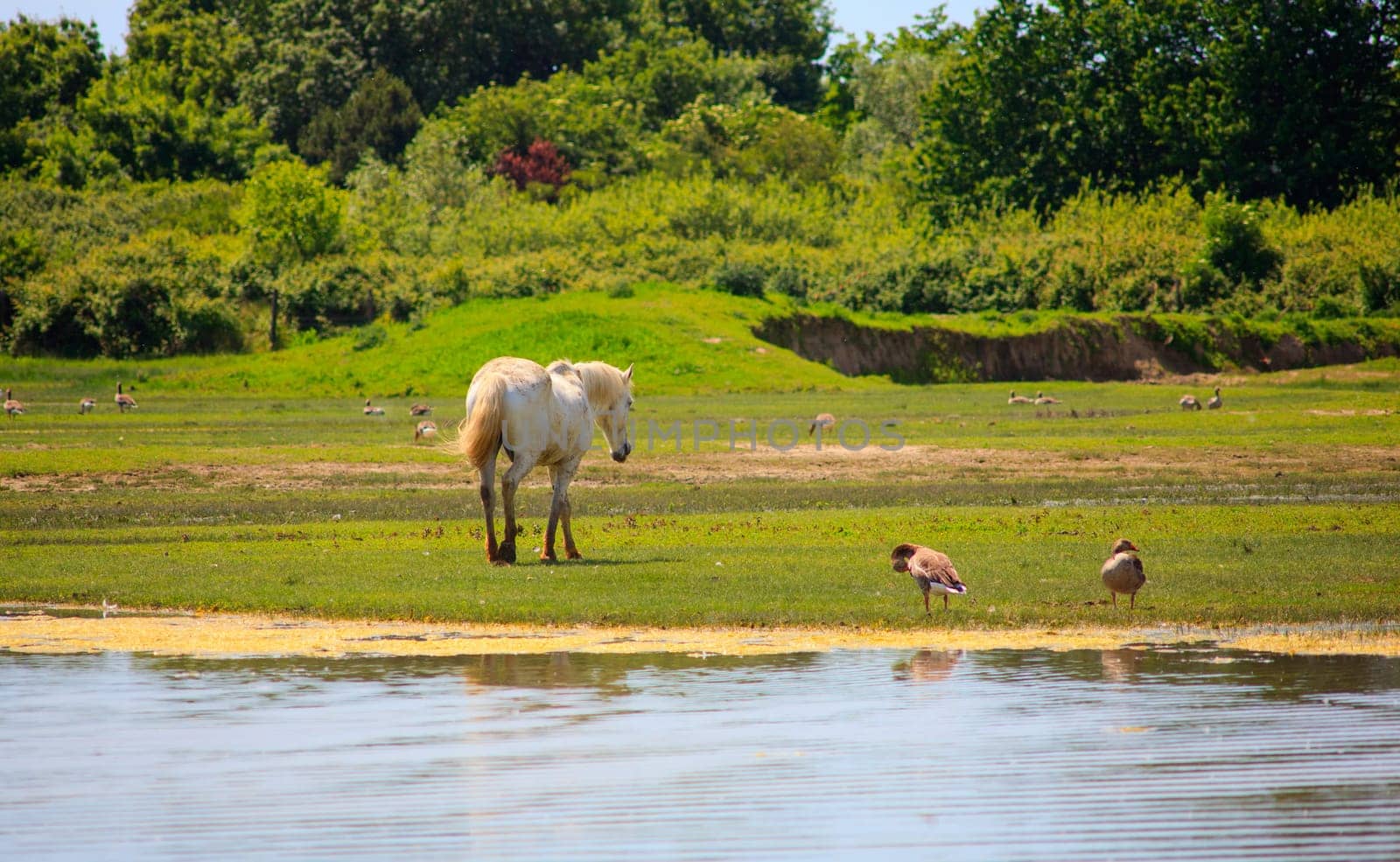 View of wild Camargue Hore, Soca River Mouth -  Italy