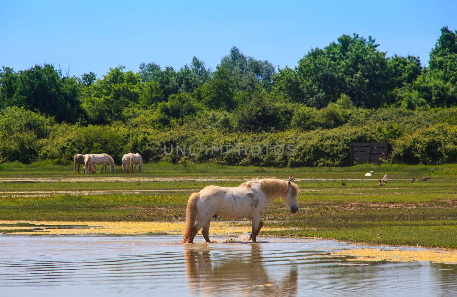 Herd of wild Camargue horses, Soca River Mouth - Italy