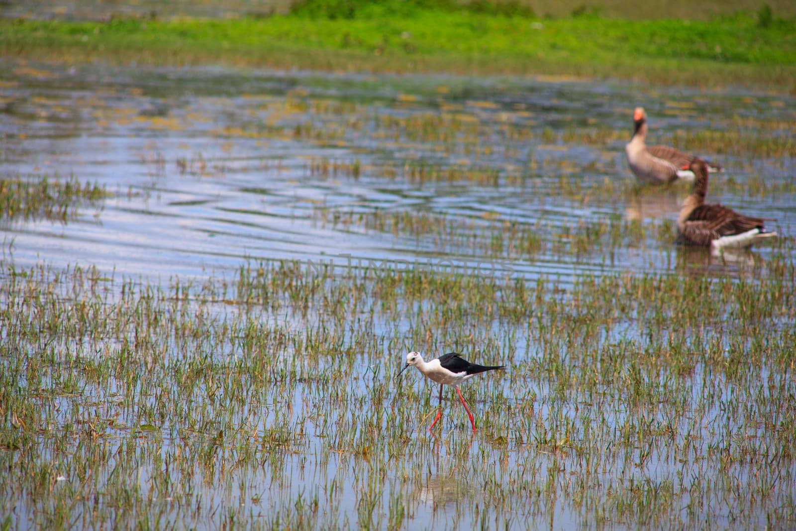 View of the black-winged stilt in the Soca River Mouth - Italy