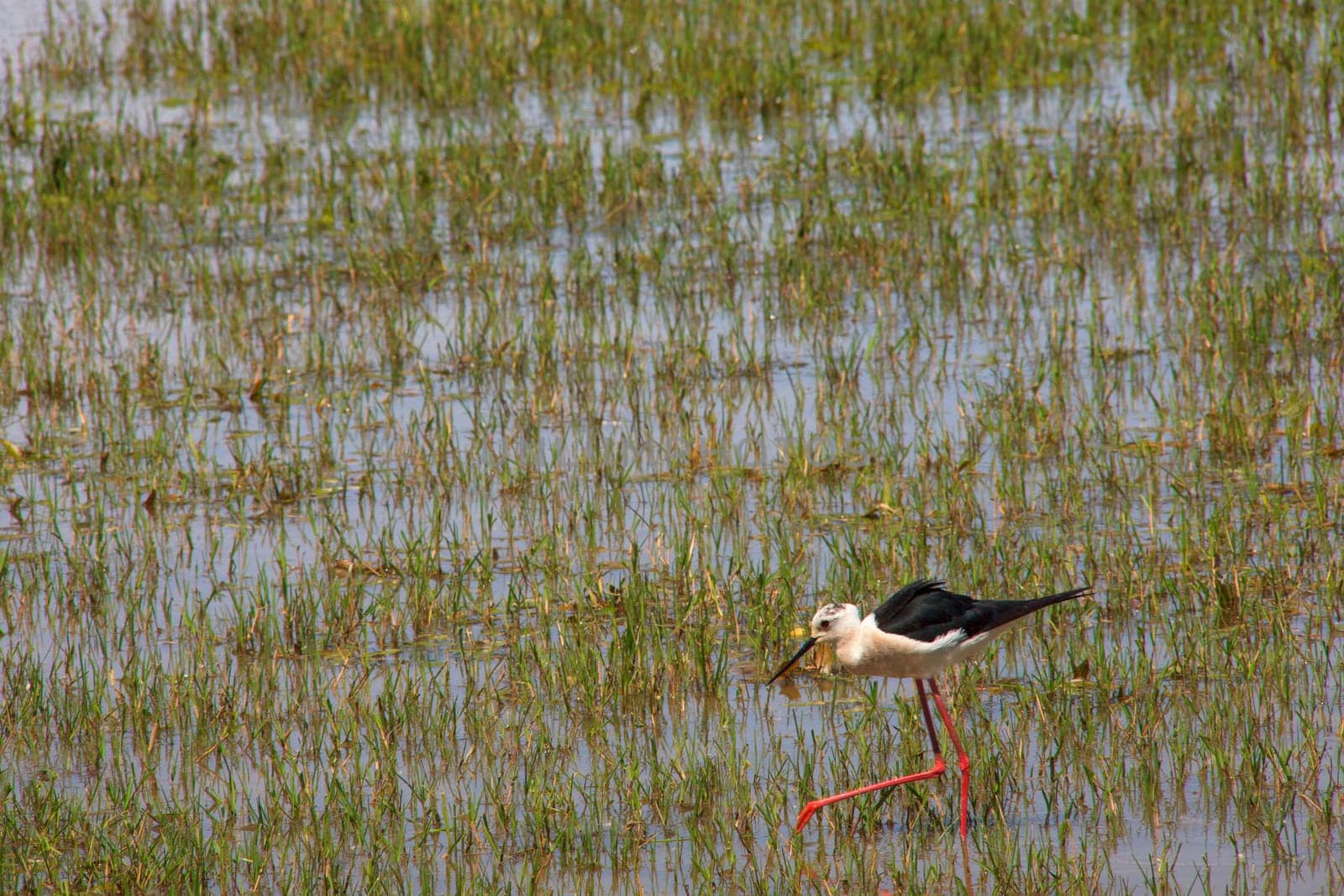 View of the black-winged stilt in the Soca River Mouth - Italy