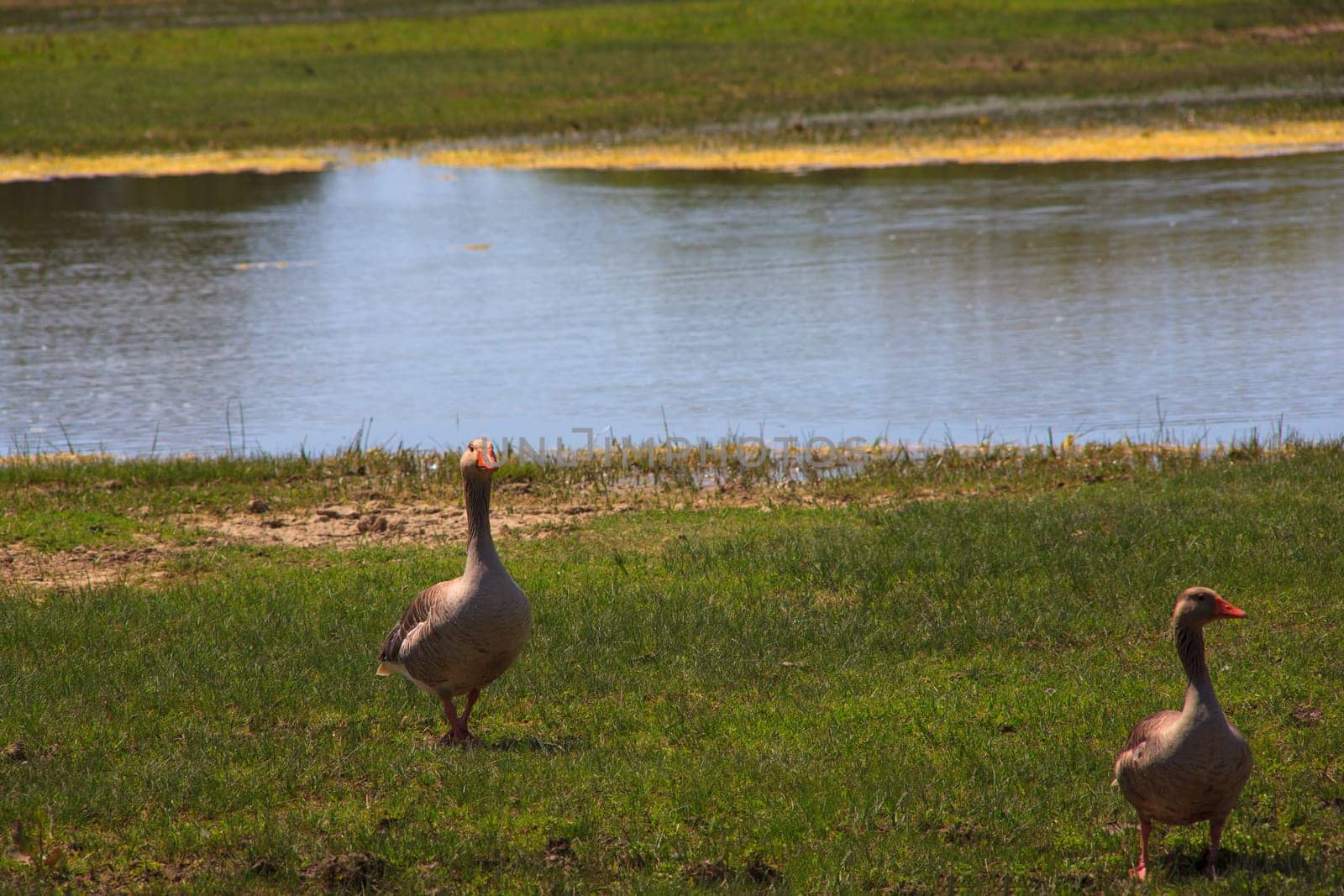 View of the Gray geese in the Soca River Mouth - Italy
