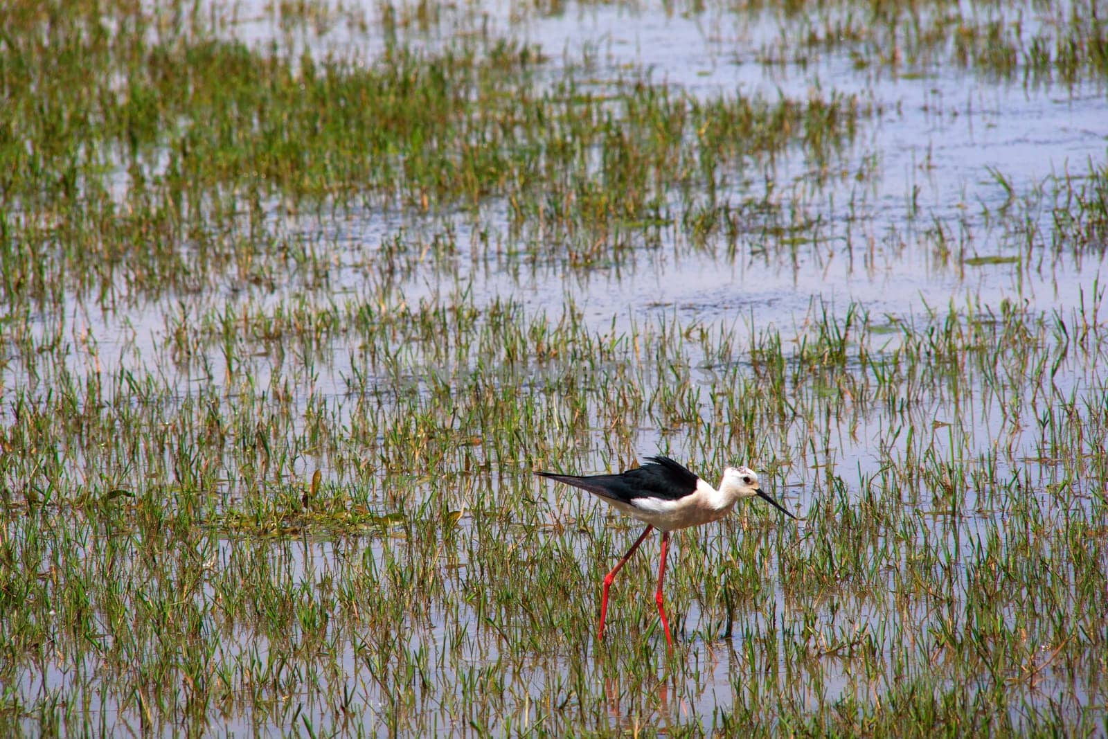 View of the black-winged stilt in the Soca River Mouth - Italy