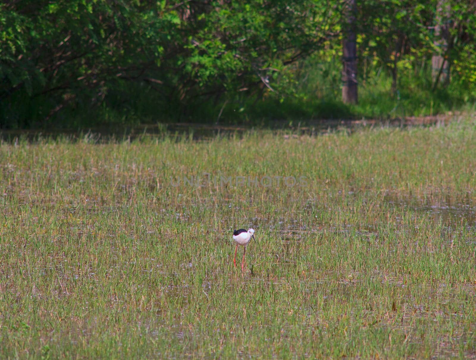 View of the black-winged stilt in the Soca River Mouth - Italy