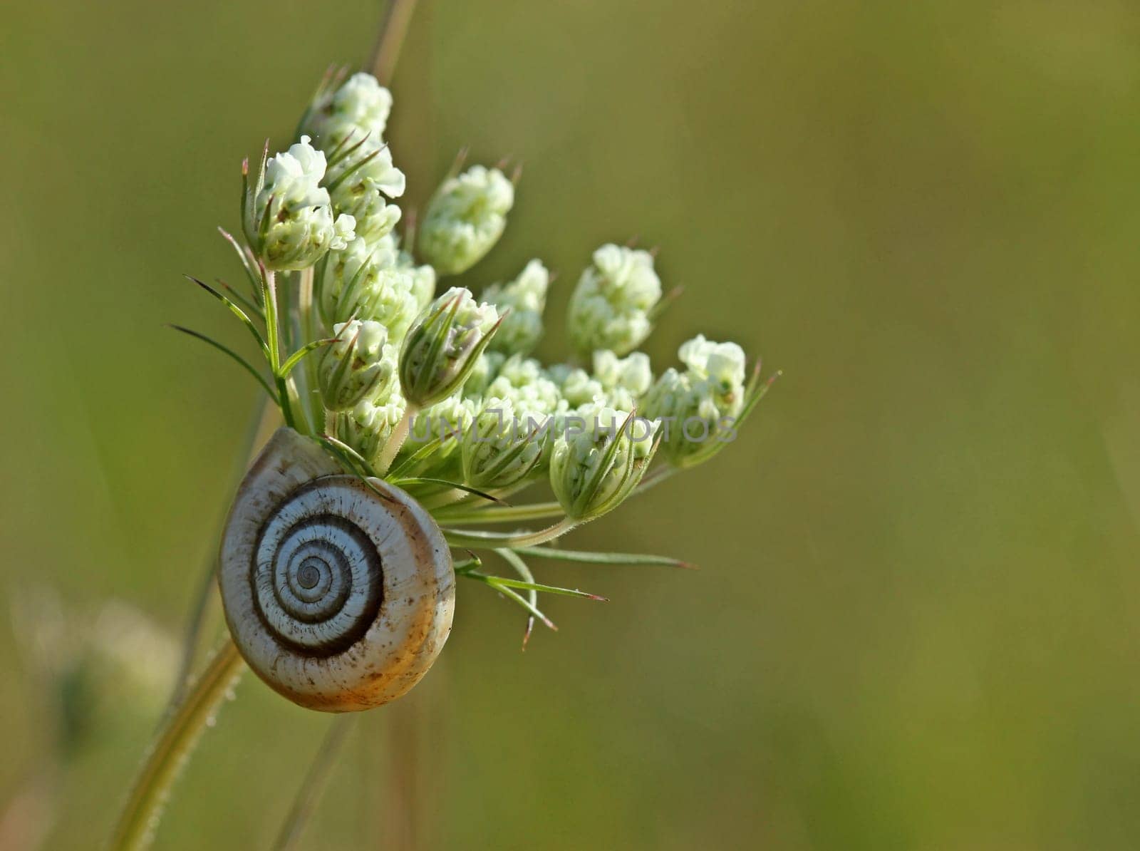 Heath snail (Helicella itala) on wild carrot