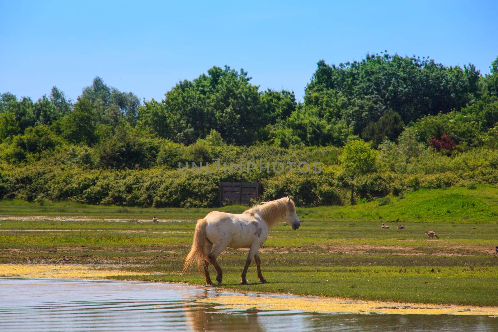 View of wild Camargue Hore, Soca River Mouth -  Italy
