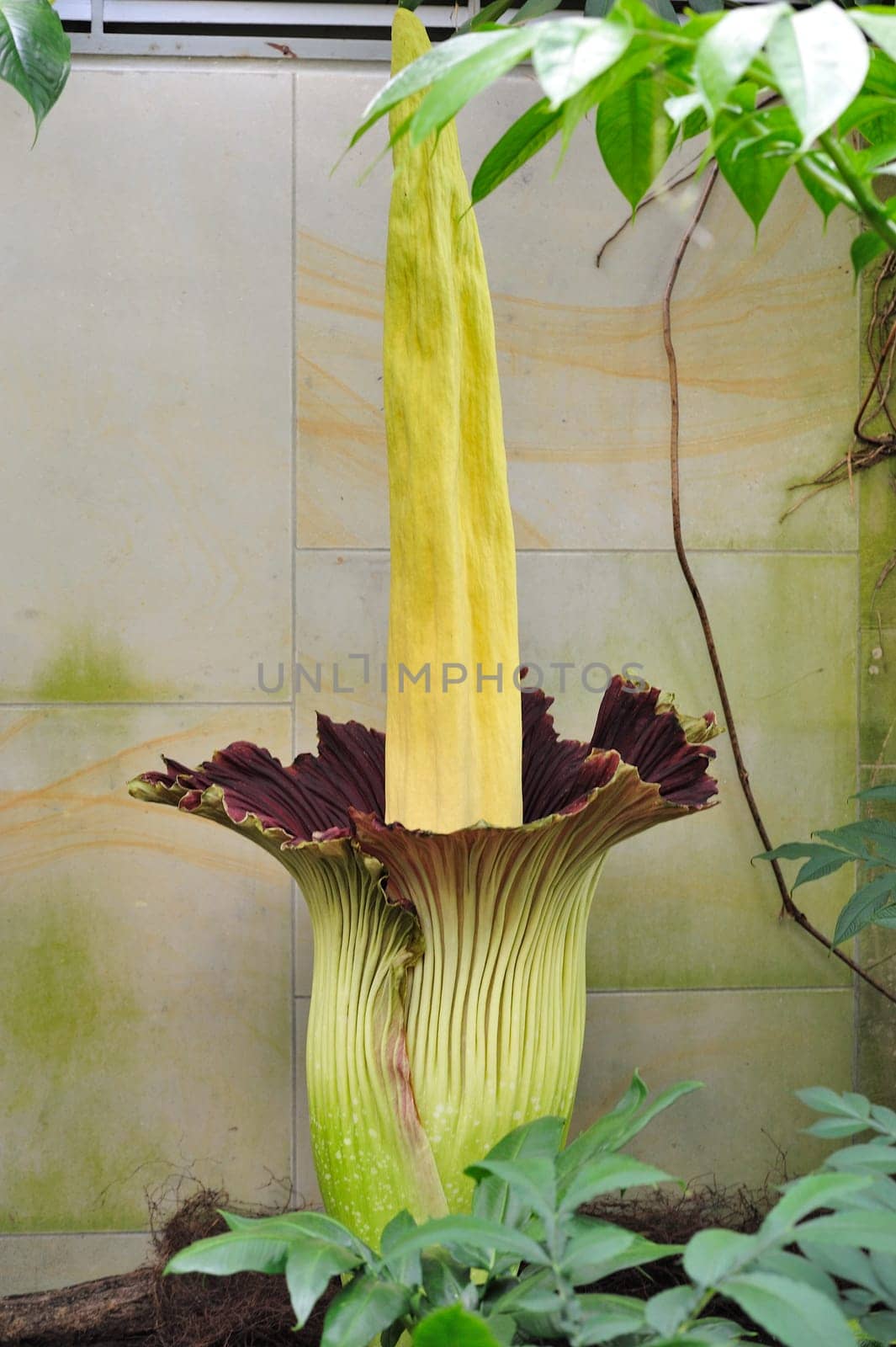 Titan arum in Herrenhausen Gardens Hanover Germany.Amorphophallus titanum
