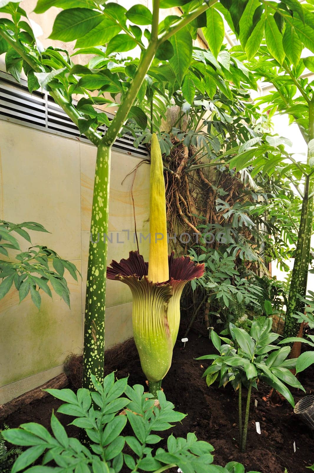 Titan arum in Herrenhausen Gardens Hanover Germany.Amorphophallus titanum