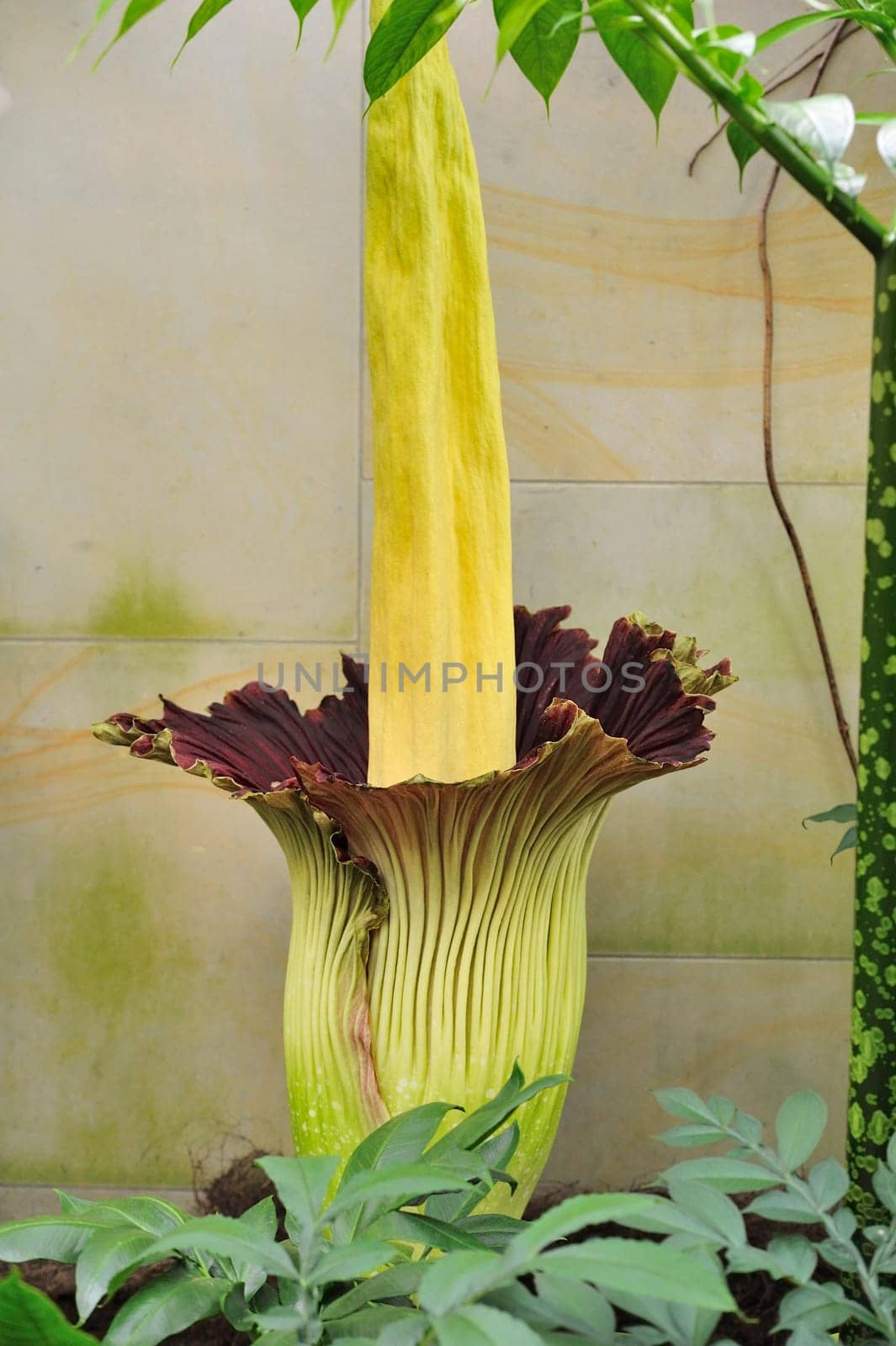 Titan arum in Herrenhausen Gardens Hanover Germany.Amorphophallus titanum