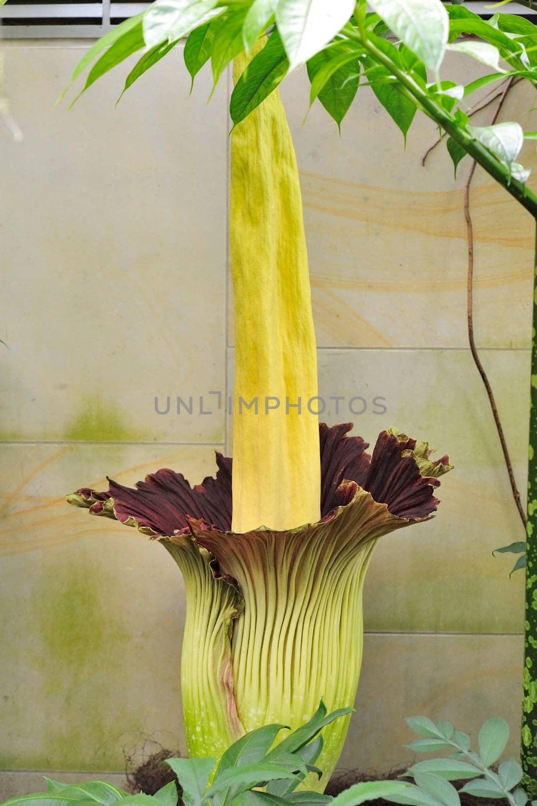 Titan arum in Herrenhausen Gardens Hanover Germany.Amorphophallus titanum