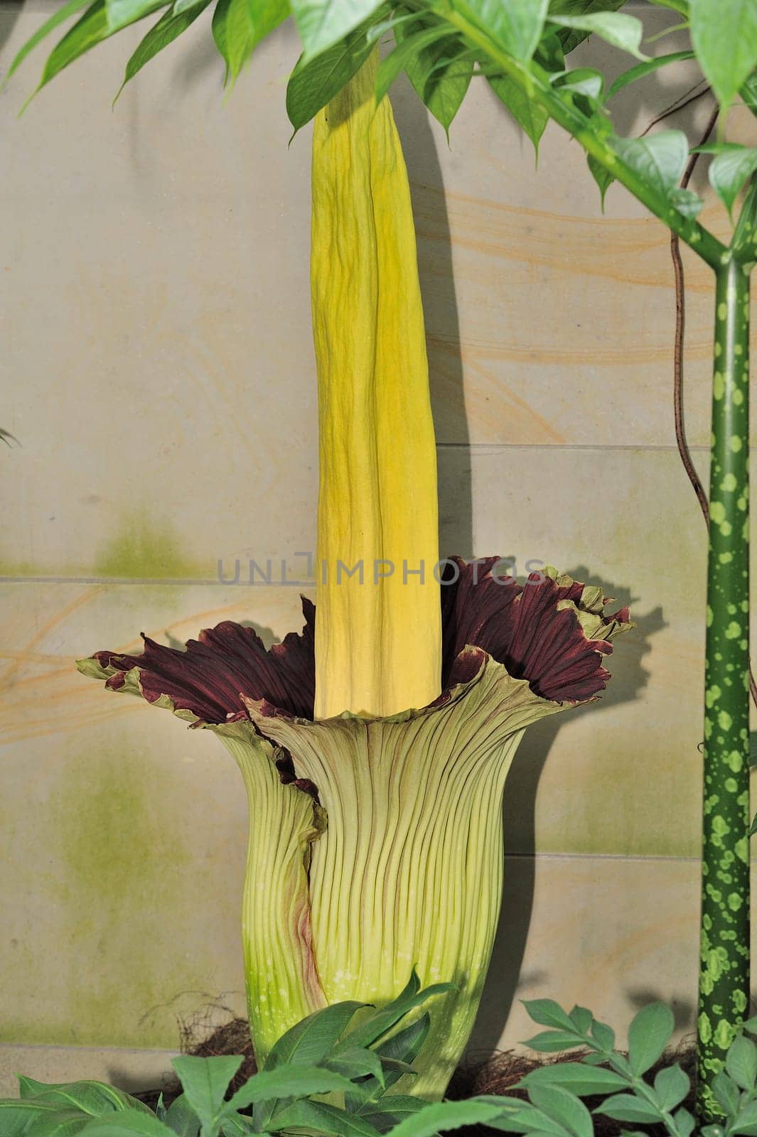 Titan arum in Herrenhausen Gardens Hanover Germany.Amorphophallus titanum