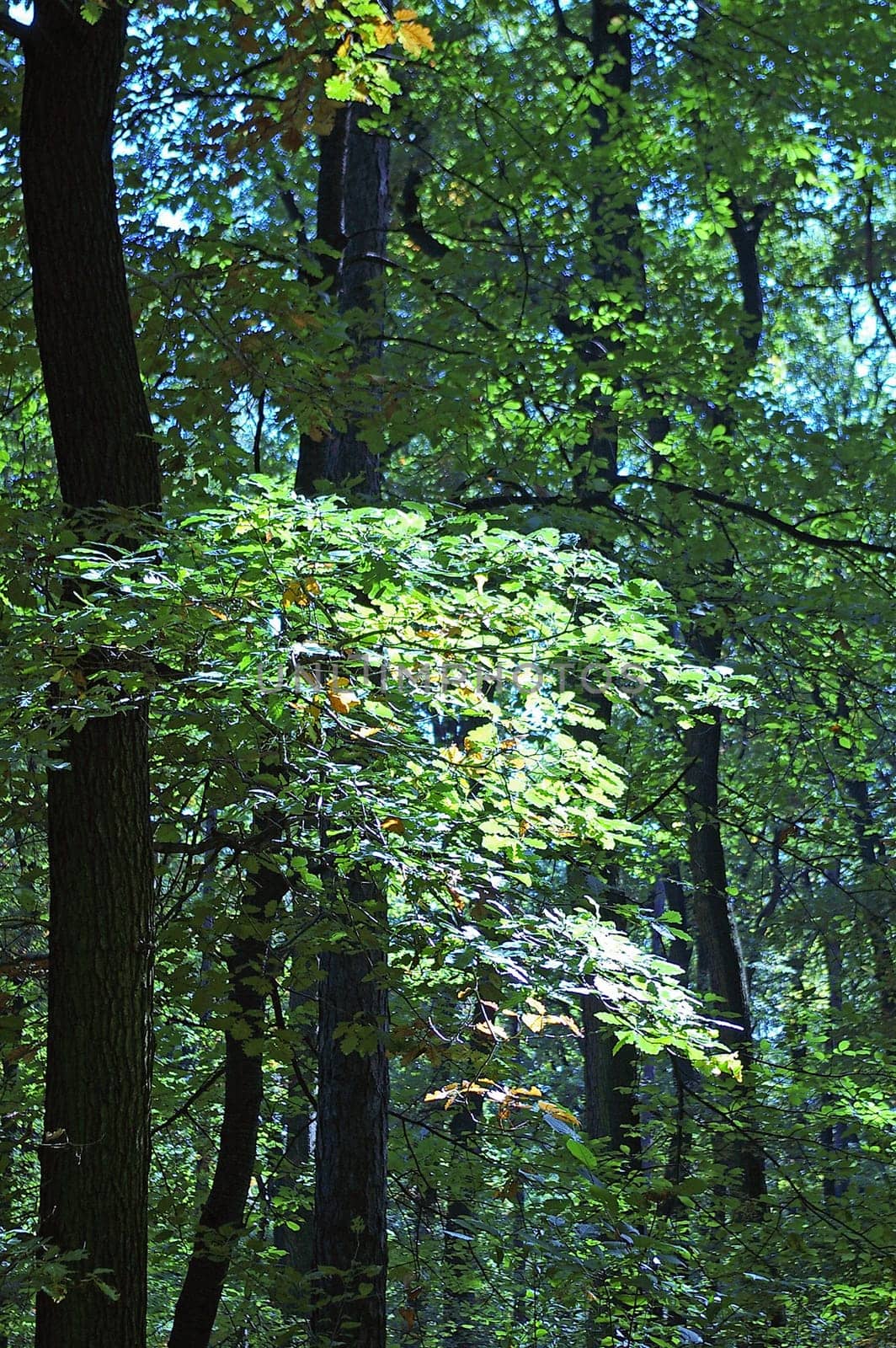 Forest with sun rays on leaves