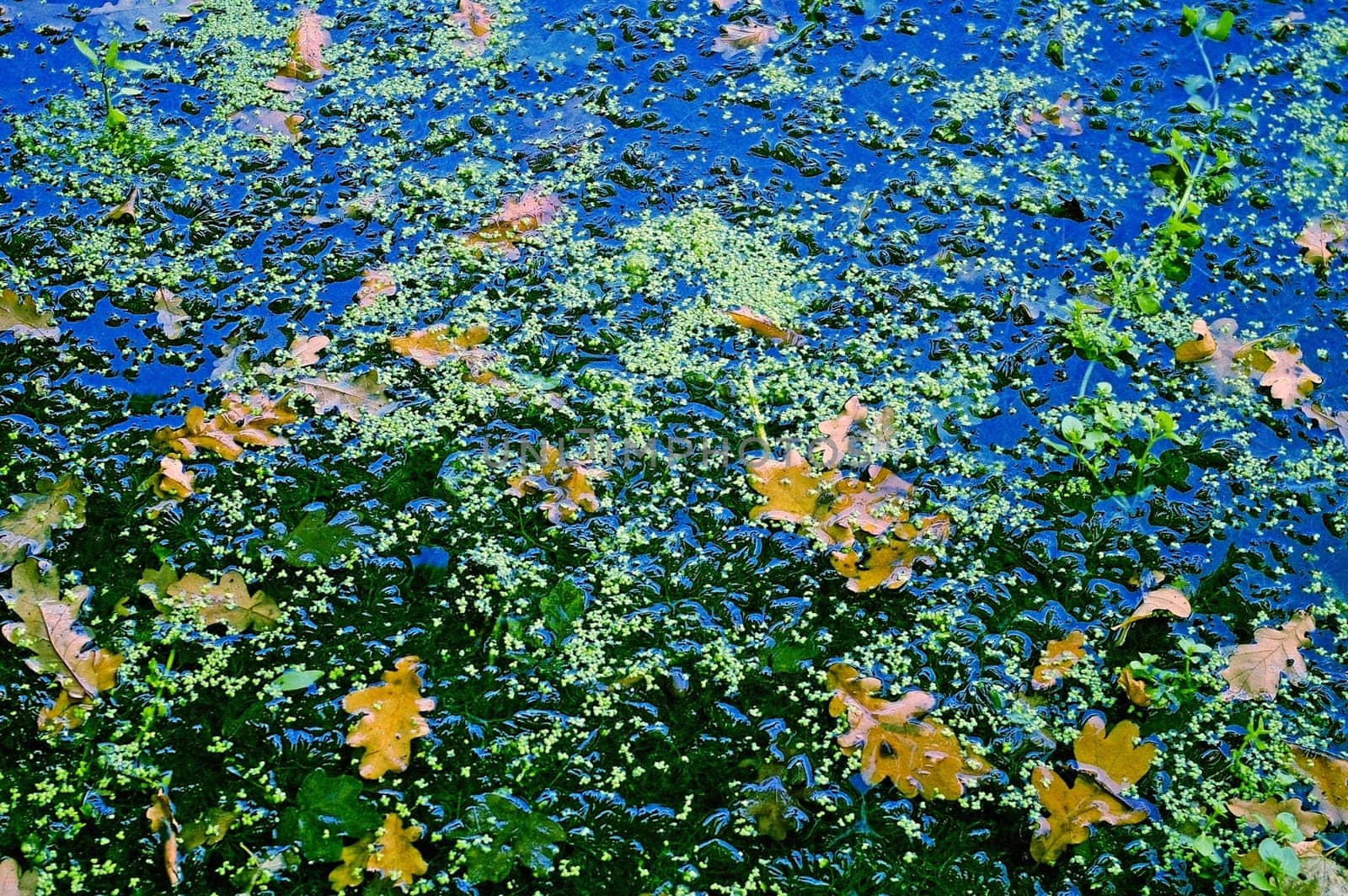 Pond in Autumn with colorful leaves