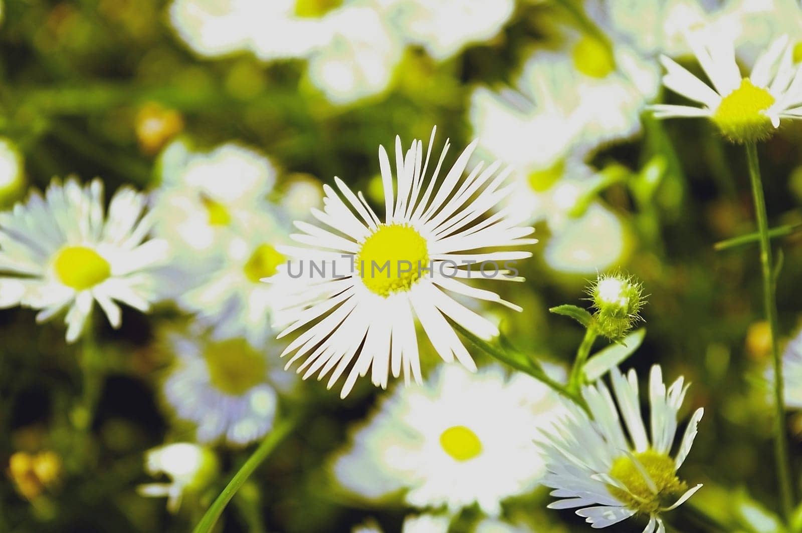 Flower field in garden