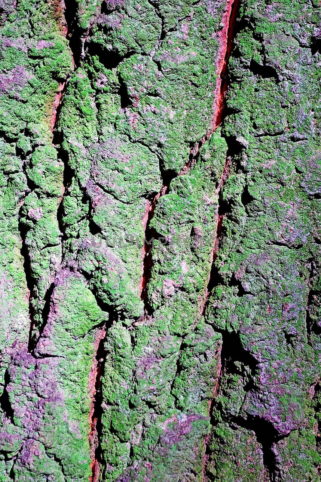 Tree Bark with fungus and moss