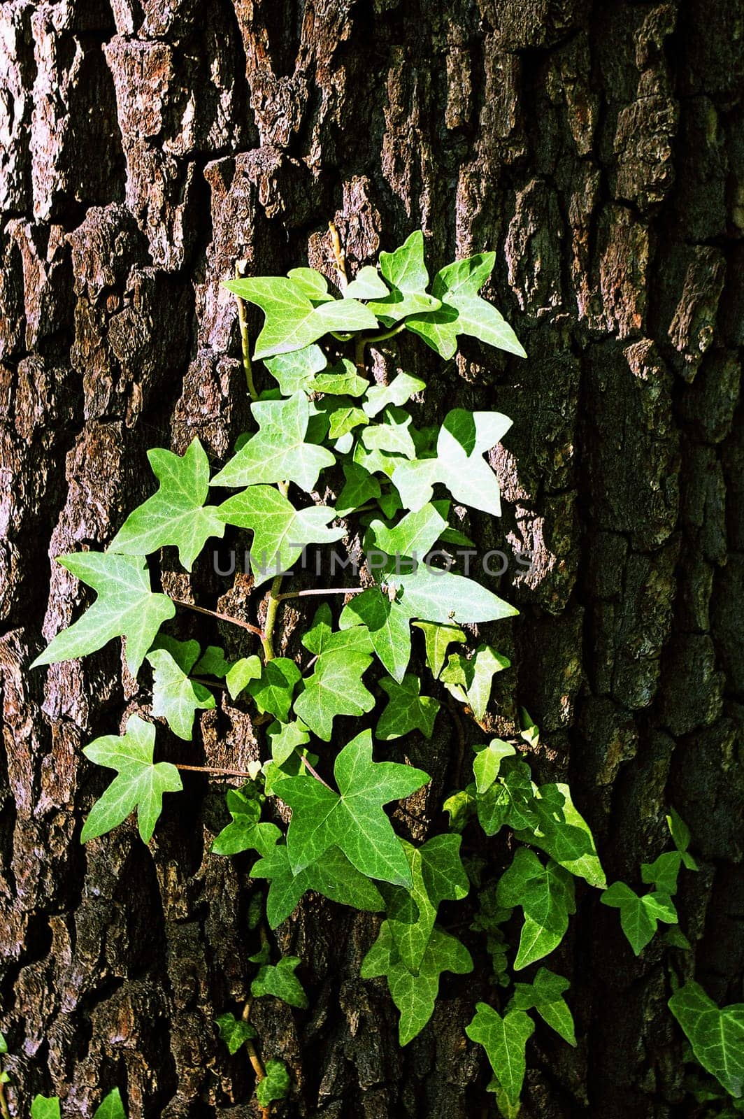 Tree Bark with leaves of Ivy