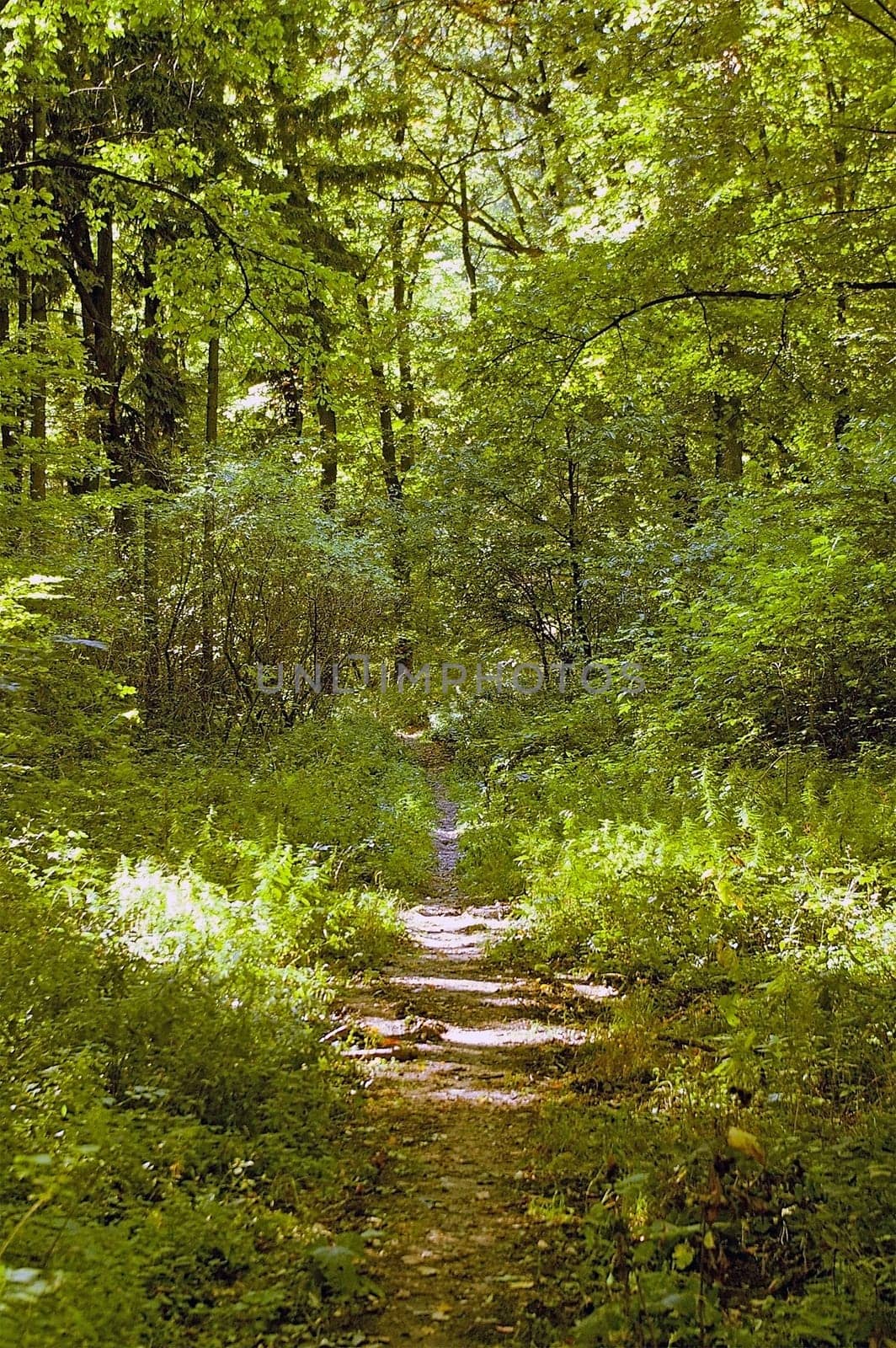 Forest  path with leaves  in Autumn