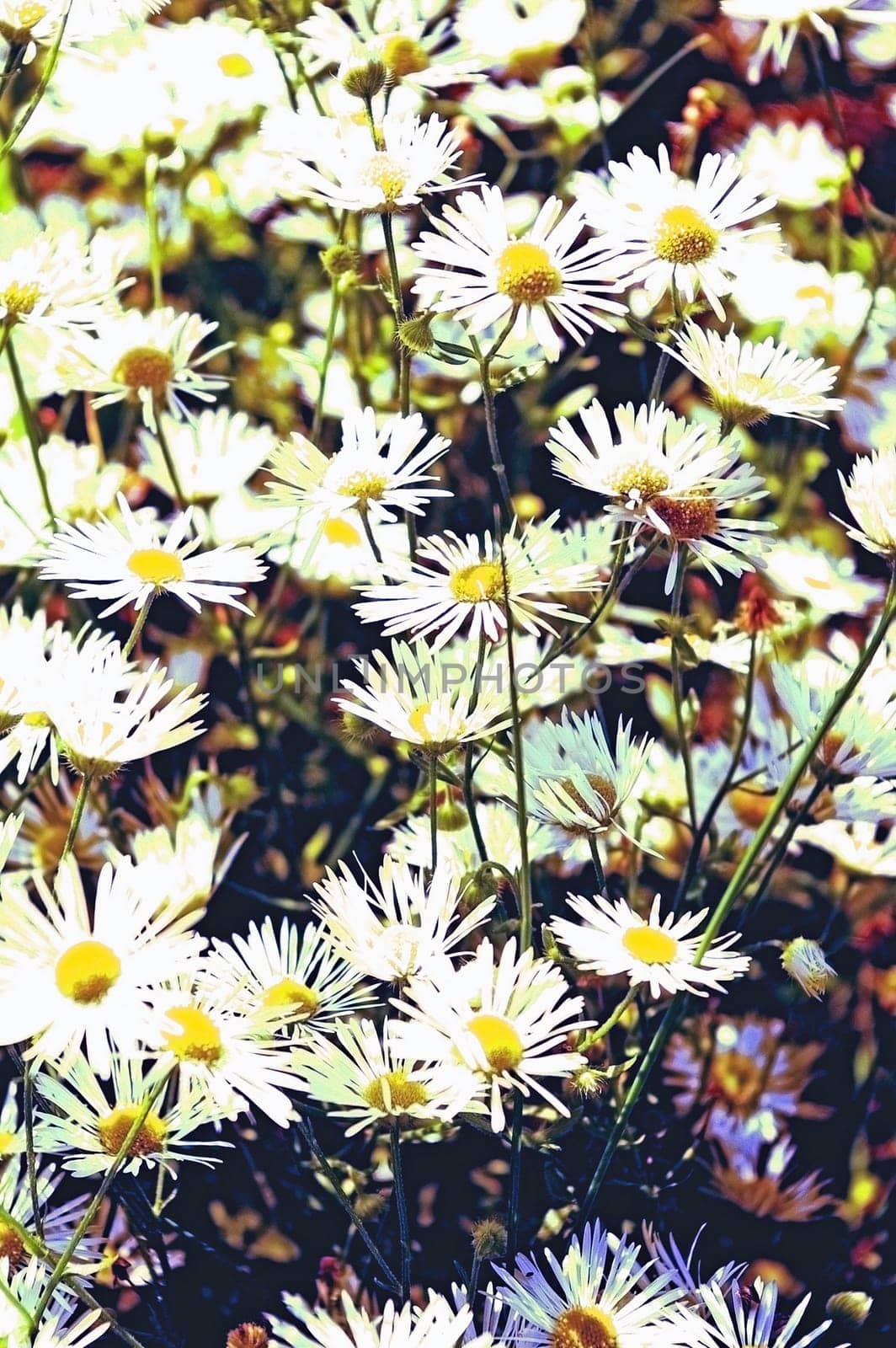 Flower field in garden