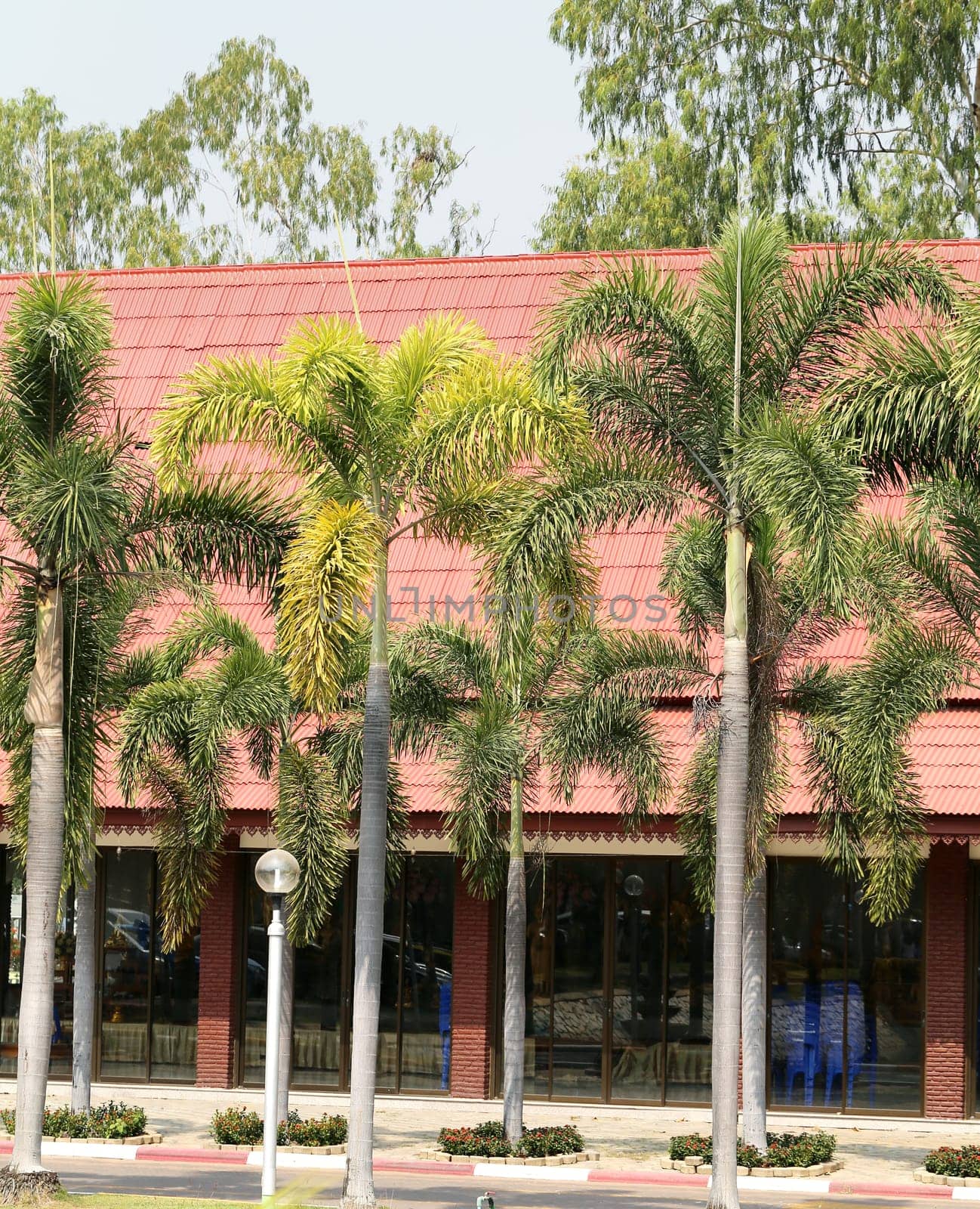 Palm trees