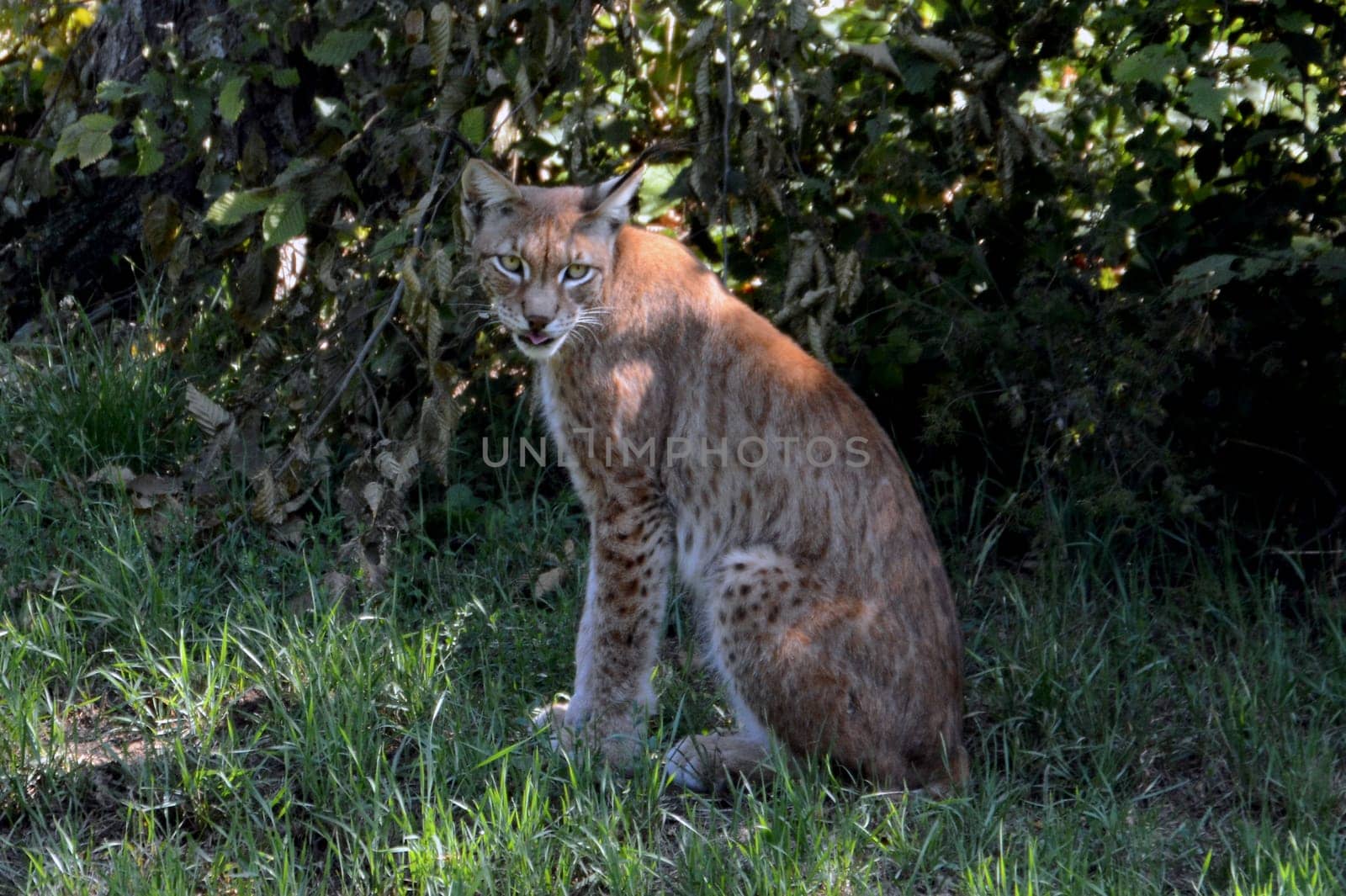 Lynx