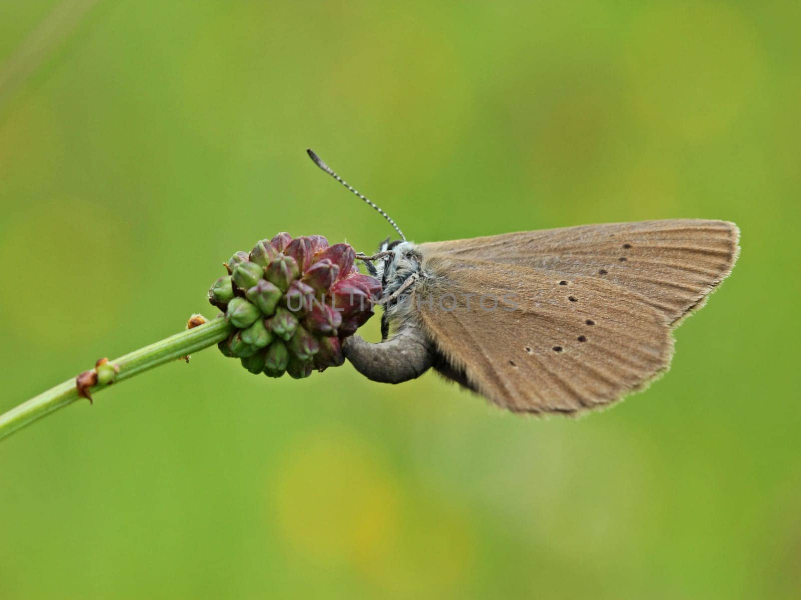 Female of the rare Dark Meadow Button ant-blue (Phengaris nausithous) at the egg laying