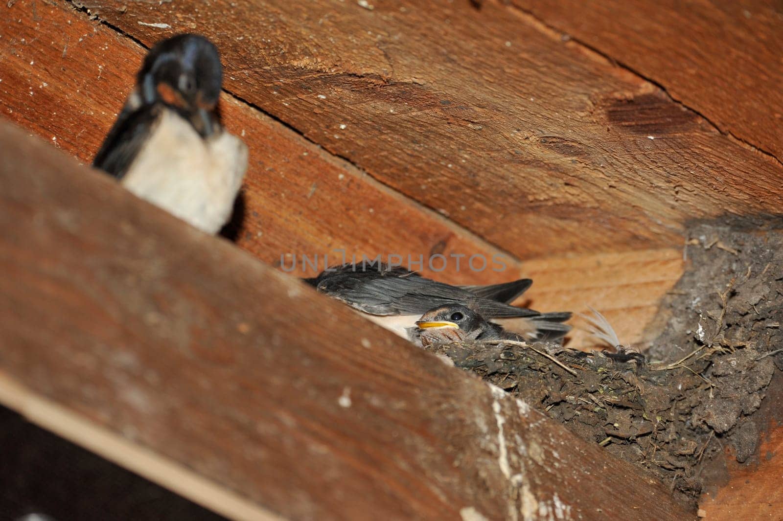 Swallow nest with chicks