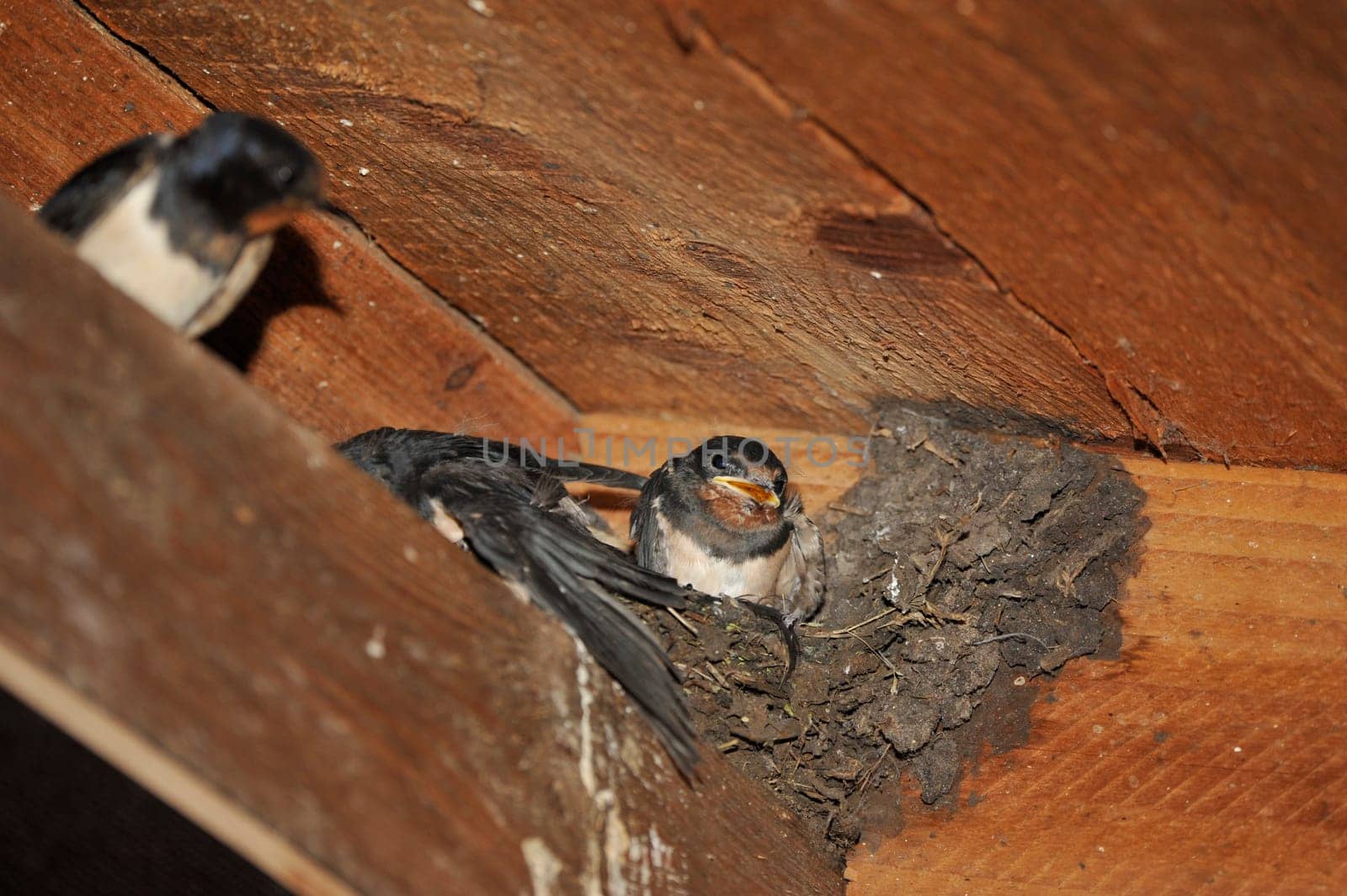 Swallow nest with chicks