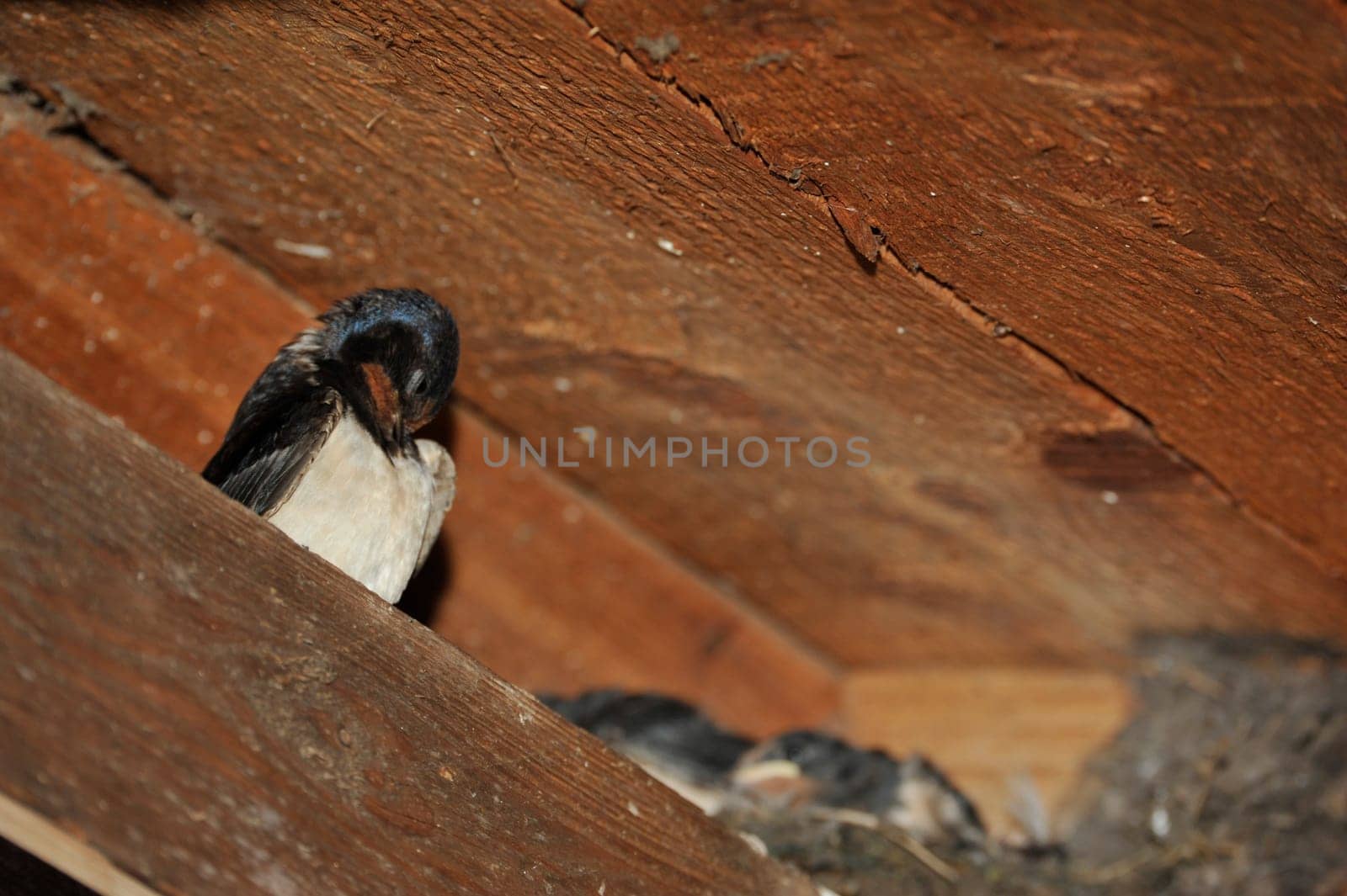 Swallow nest with chicks